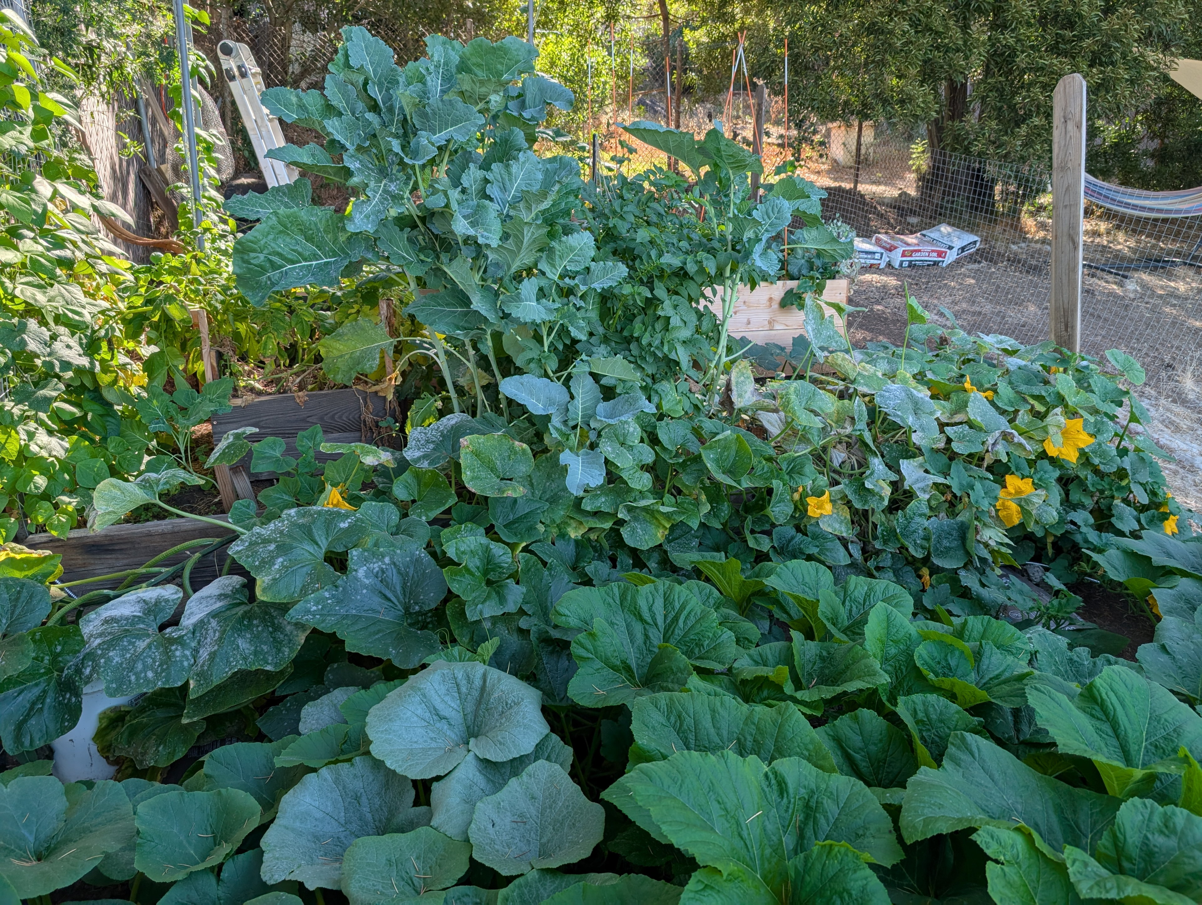 Garden status 2025-08-09: More powdery mildew on a lot of the oldest planted squash.
