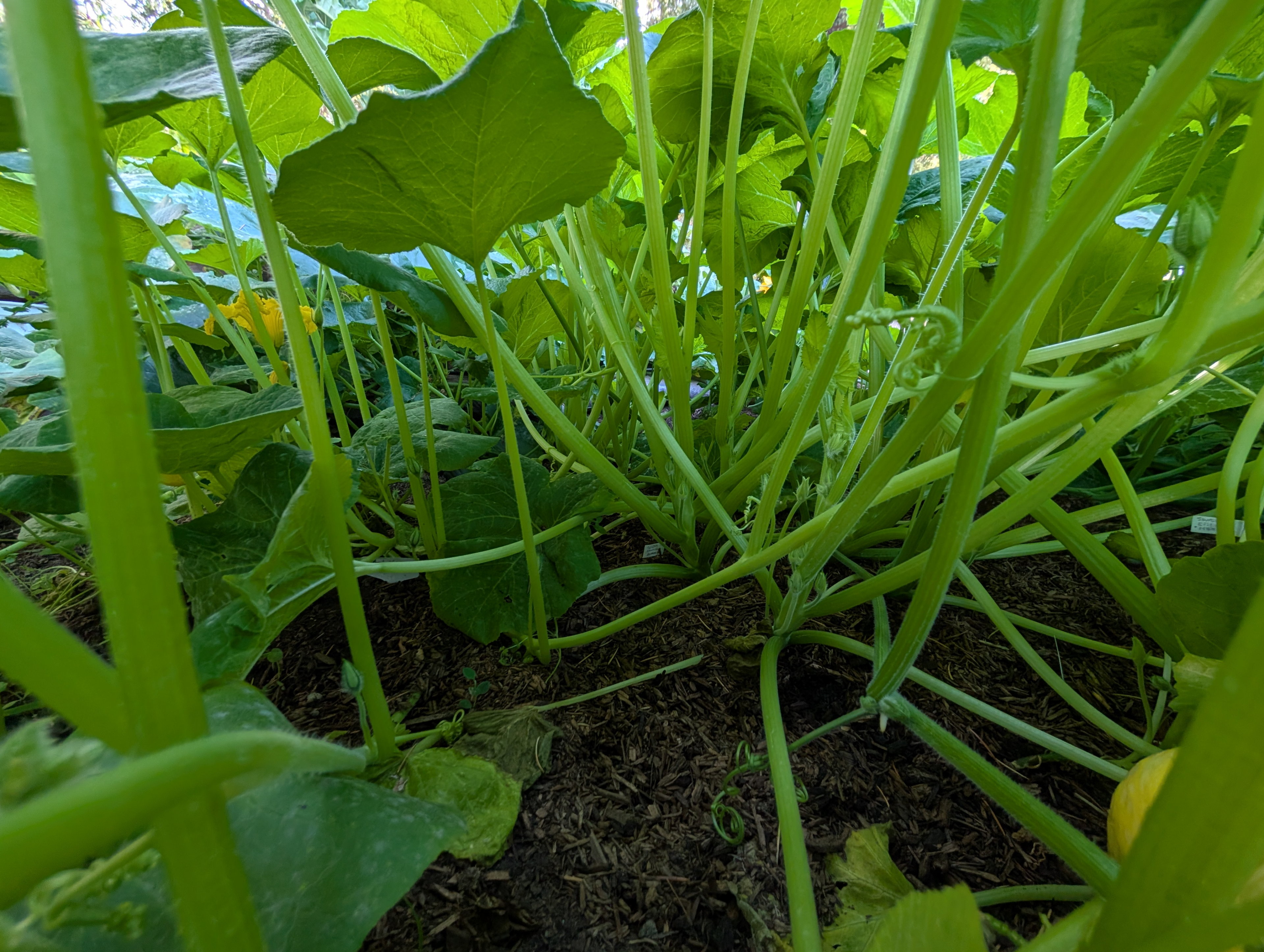 Garden status 2025-08-09: It's a squash wonderland under here!