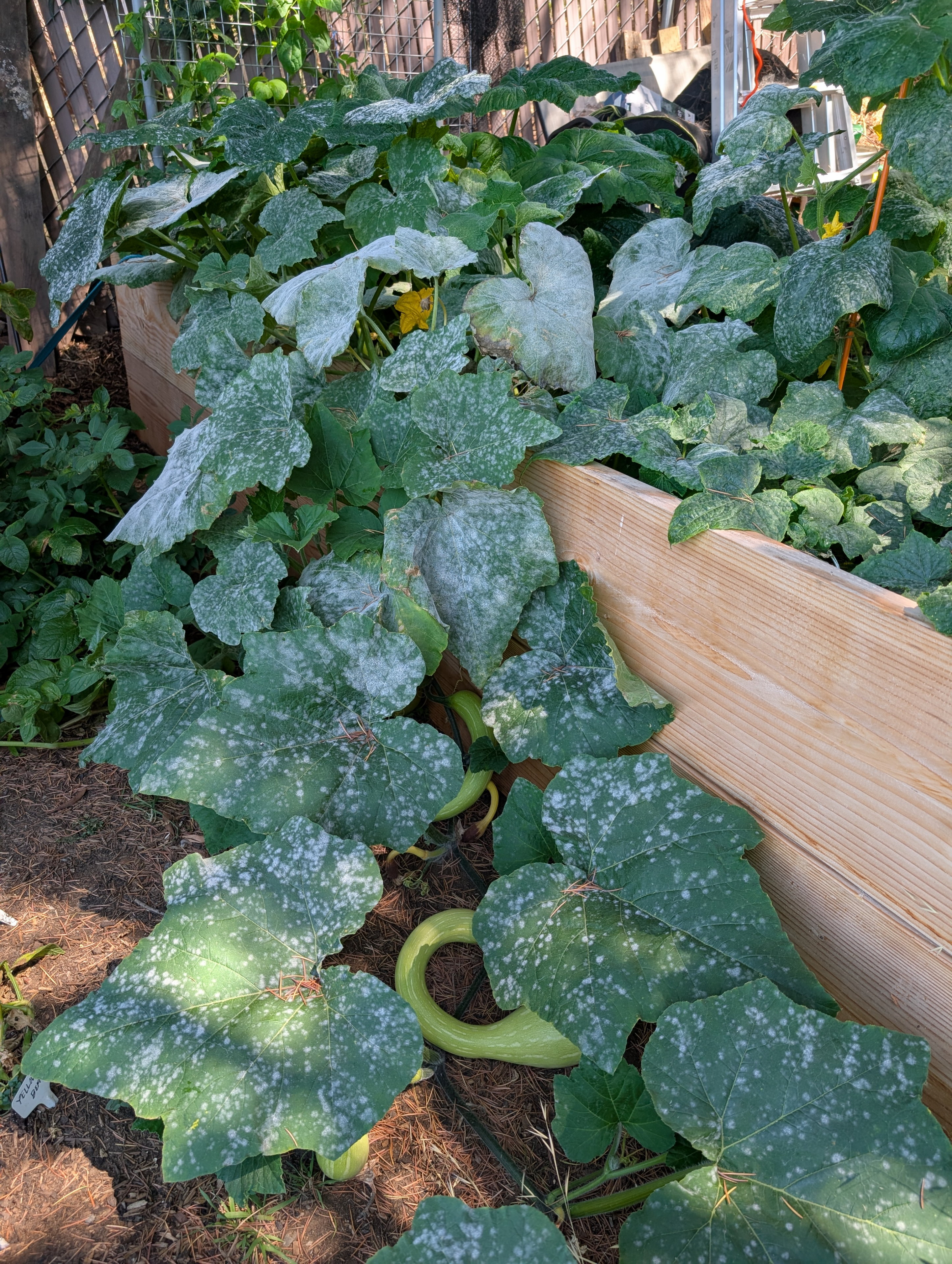 Garden status 2025-08-15: And now the powdery mildew is on all the cucumbers and zucchinis. Ugh.