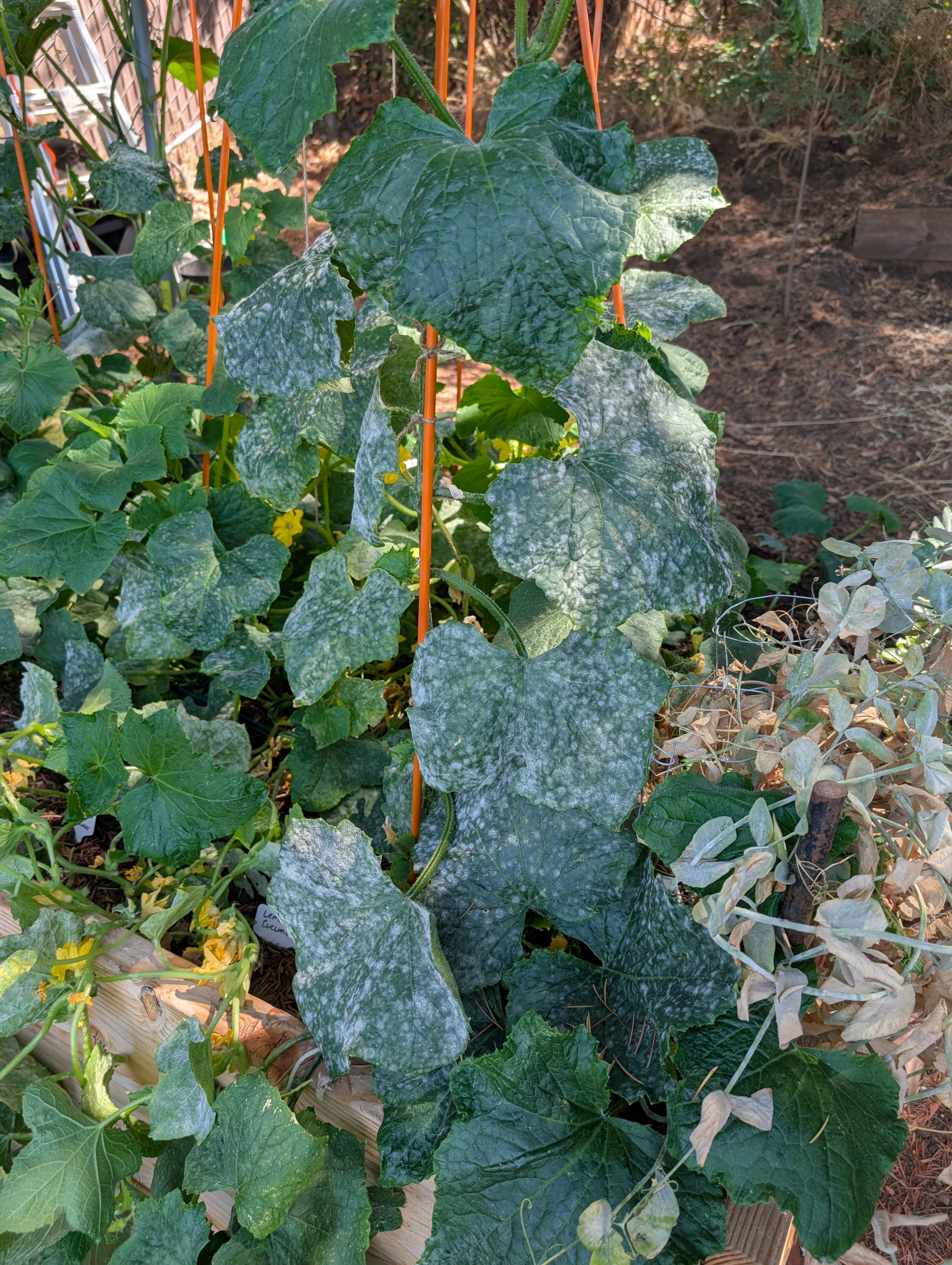 Garden status 2025-08-15