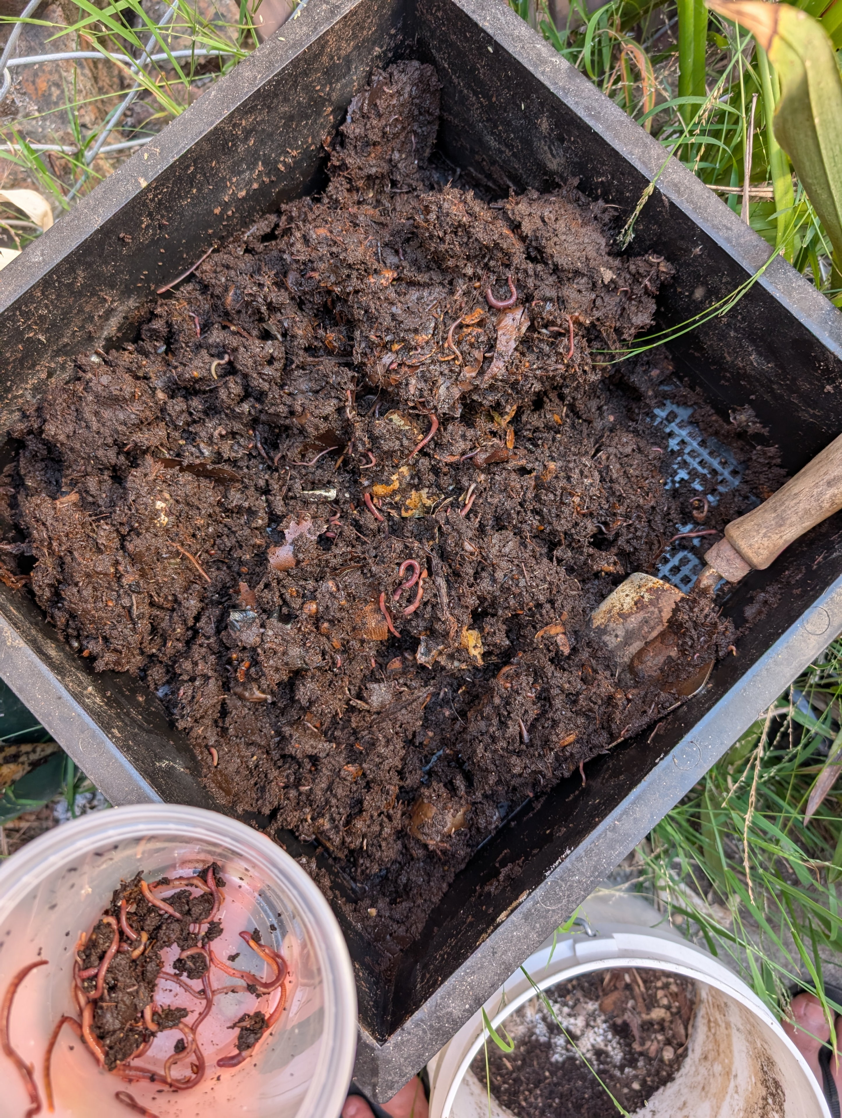 Garden status 2025-08-15: Adding more compost from the worm bins.