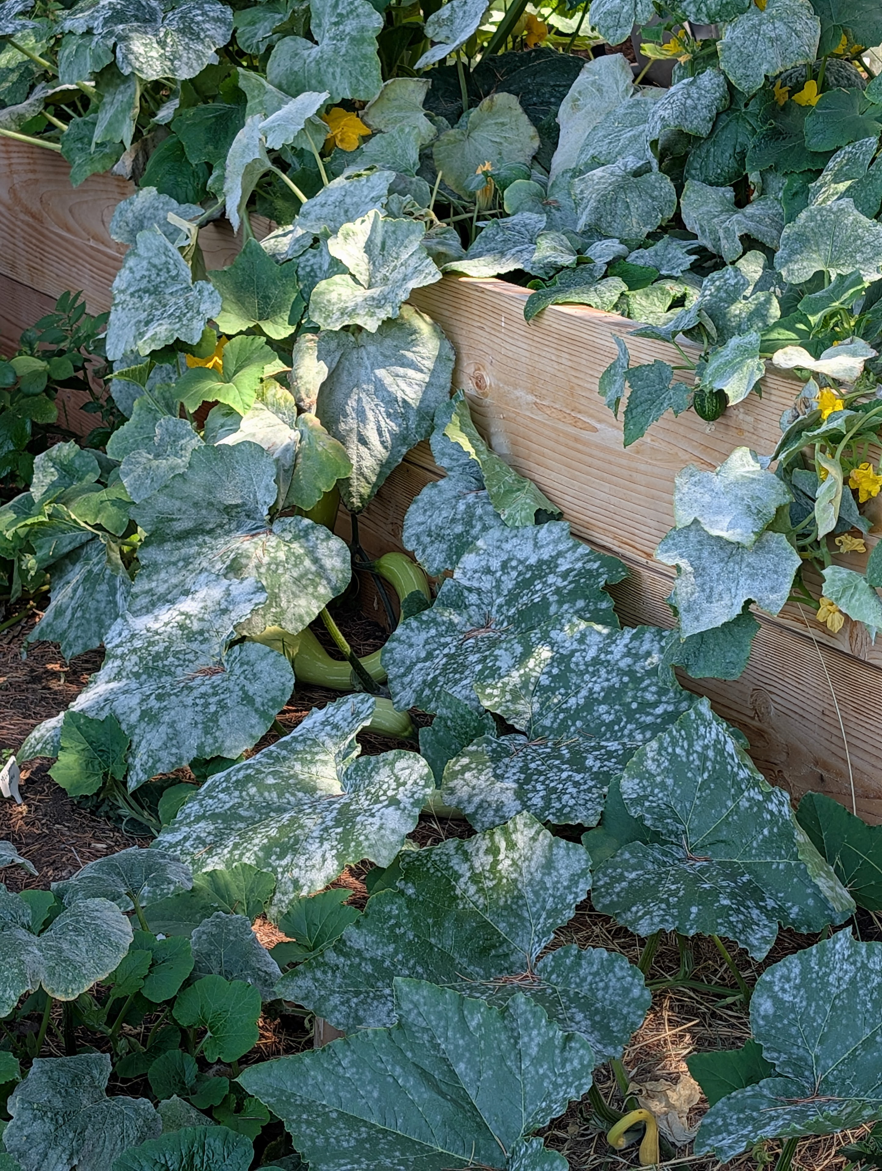 Garden status 2025-08-20
