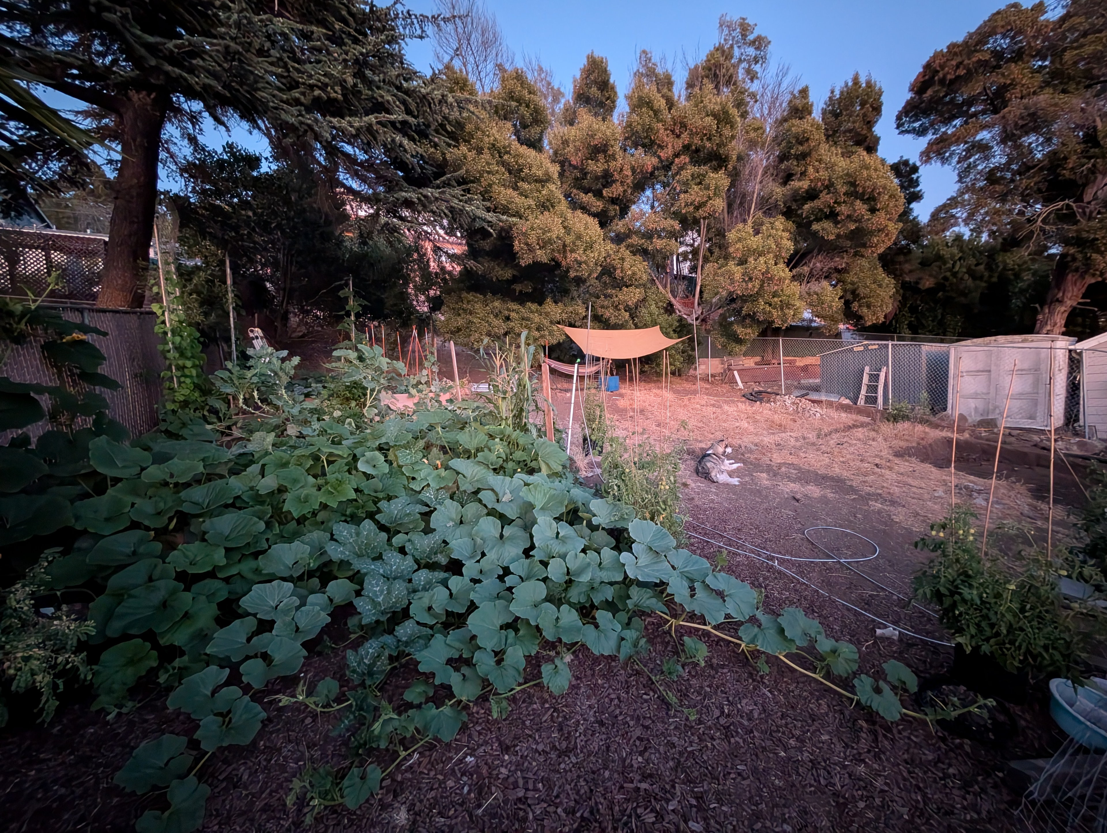 Garden status 2025-08-21