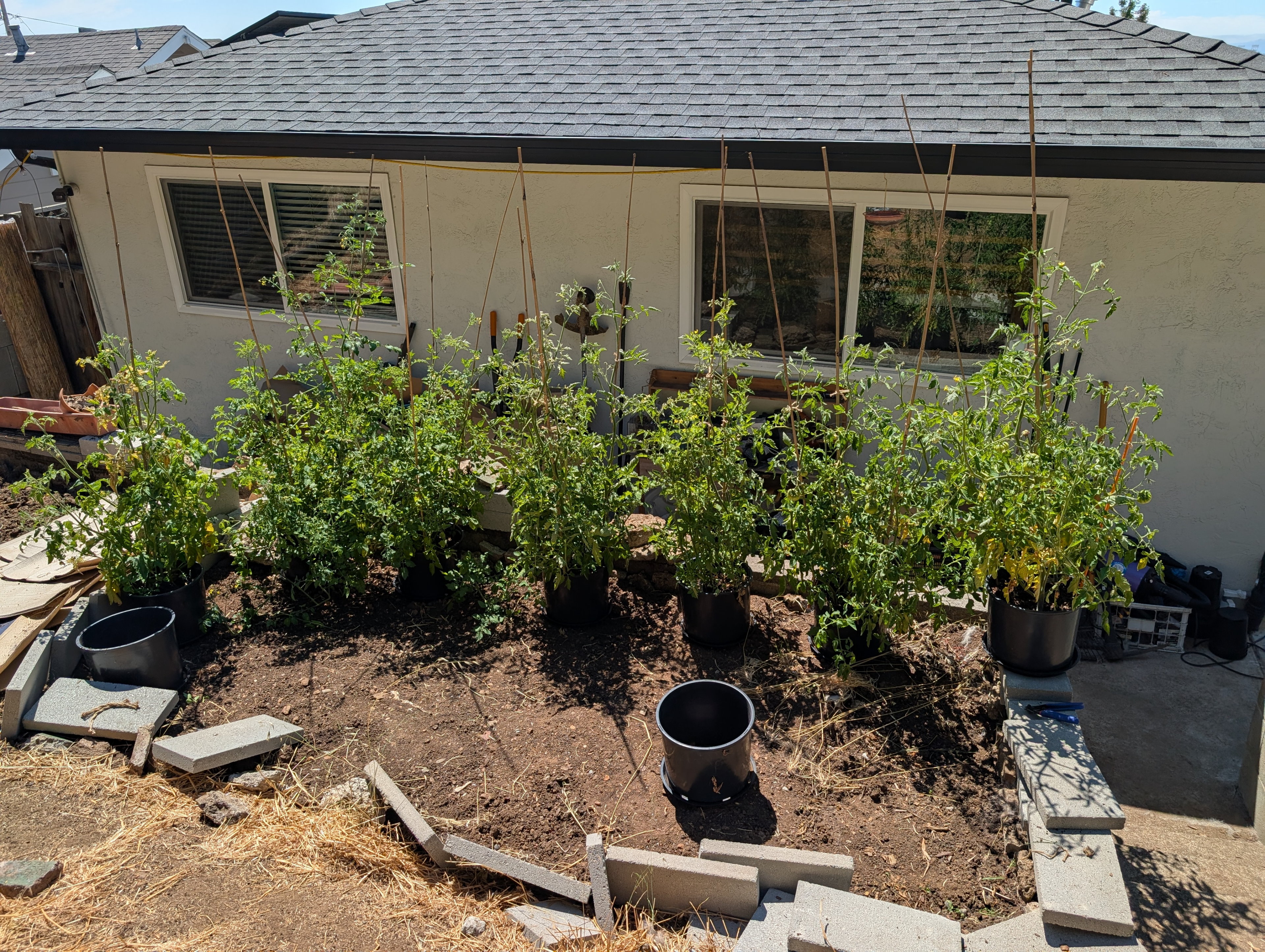 Garden status 2025-08-22: Tomatoes at 129 days.