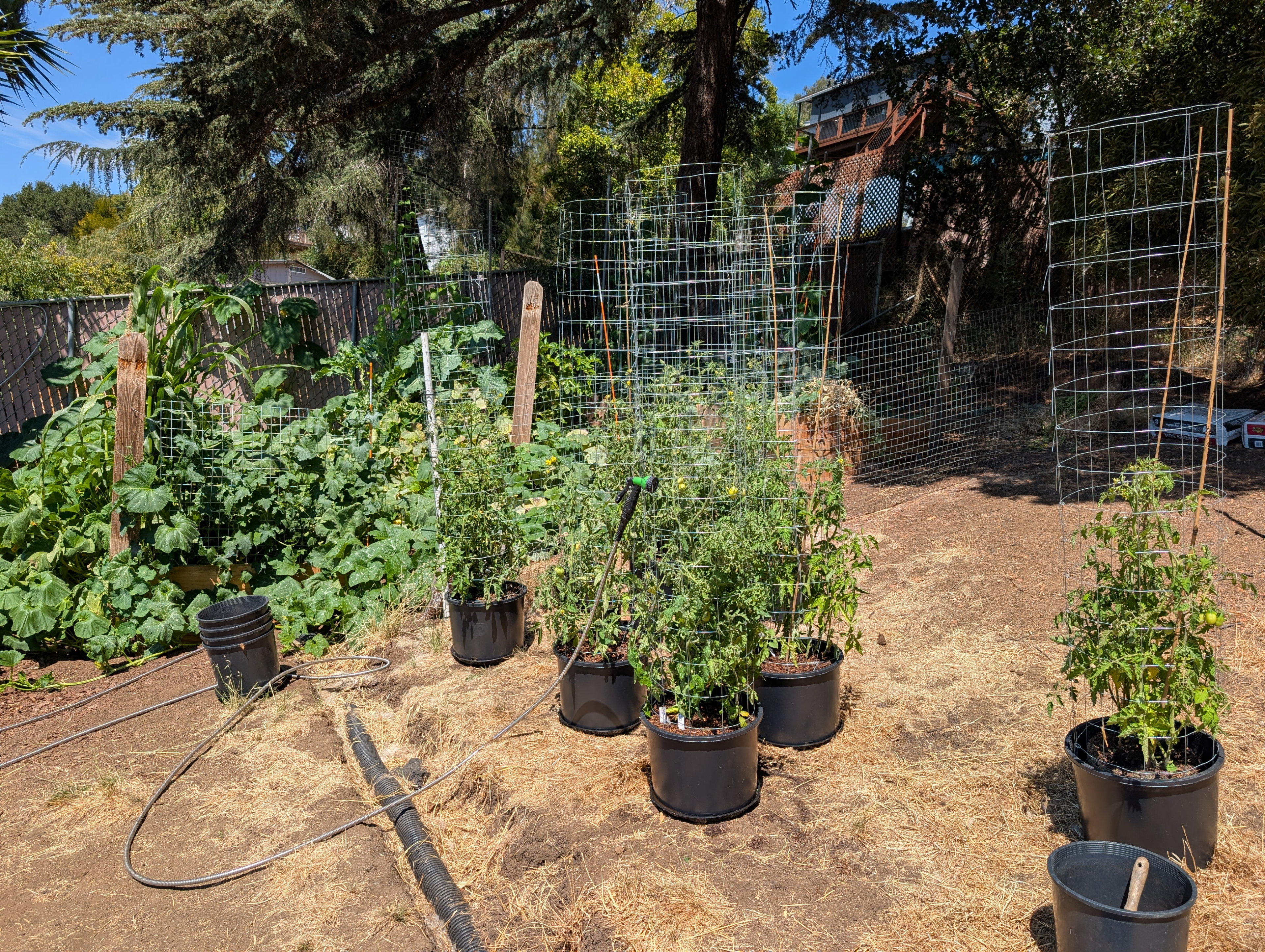 Garden status 2025-08-22: Tomatoes at 129 days.