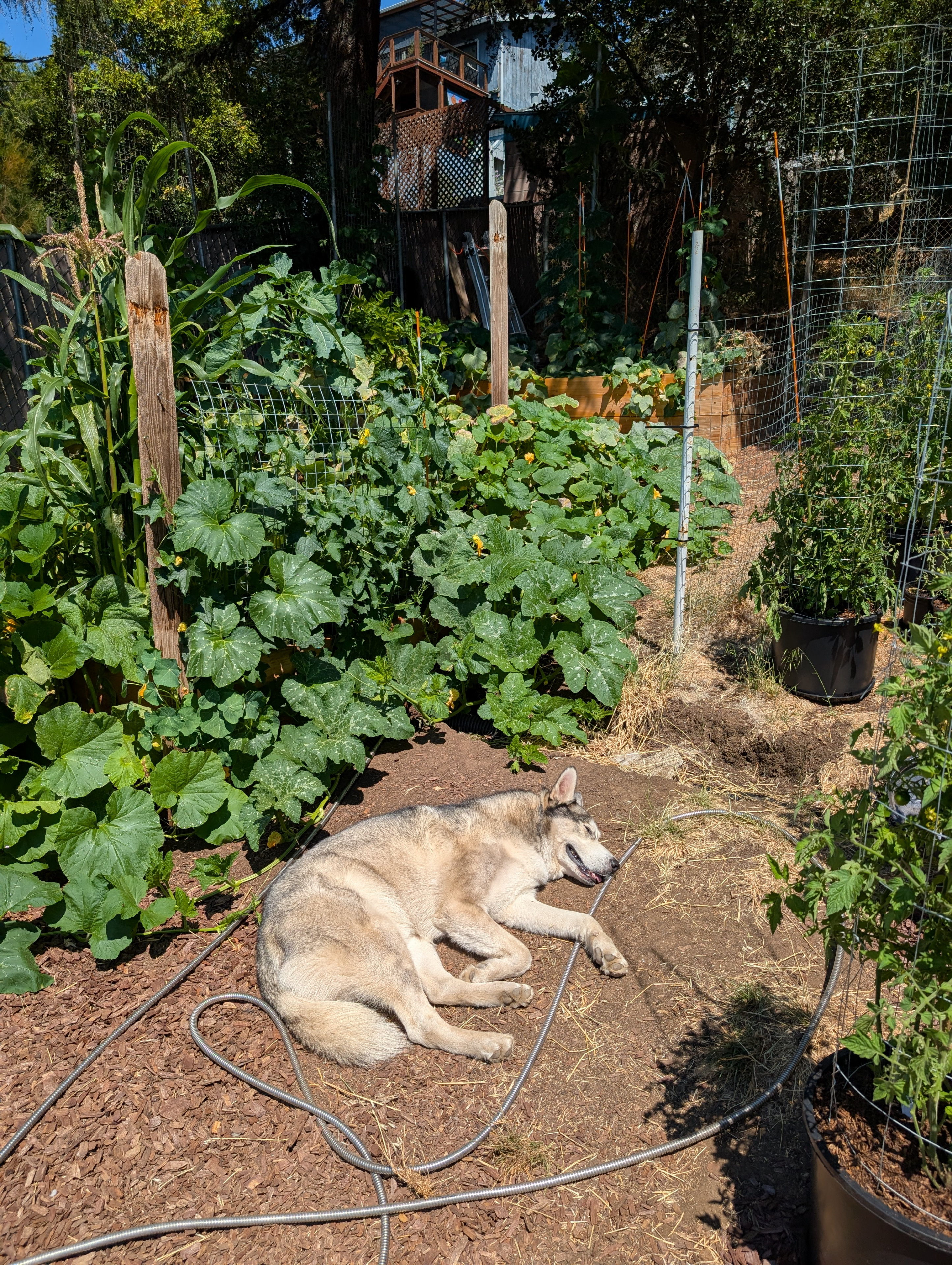 Garden status 2025-08-24