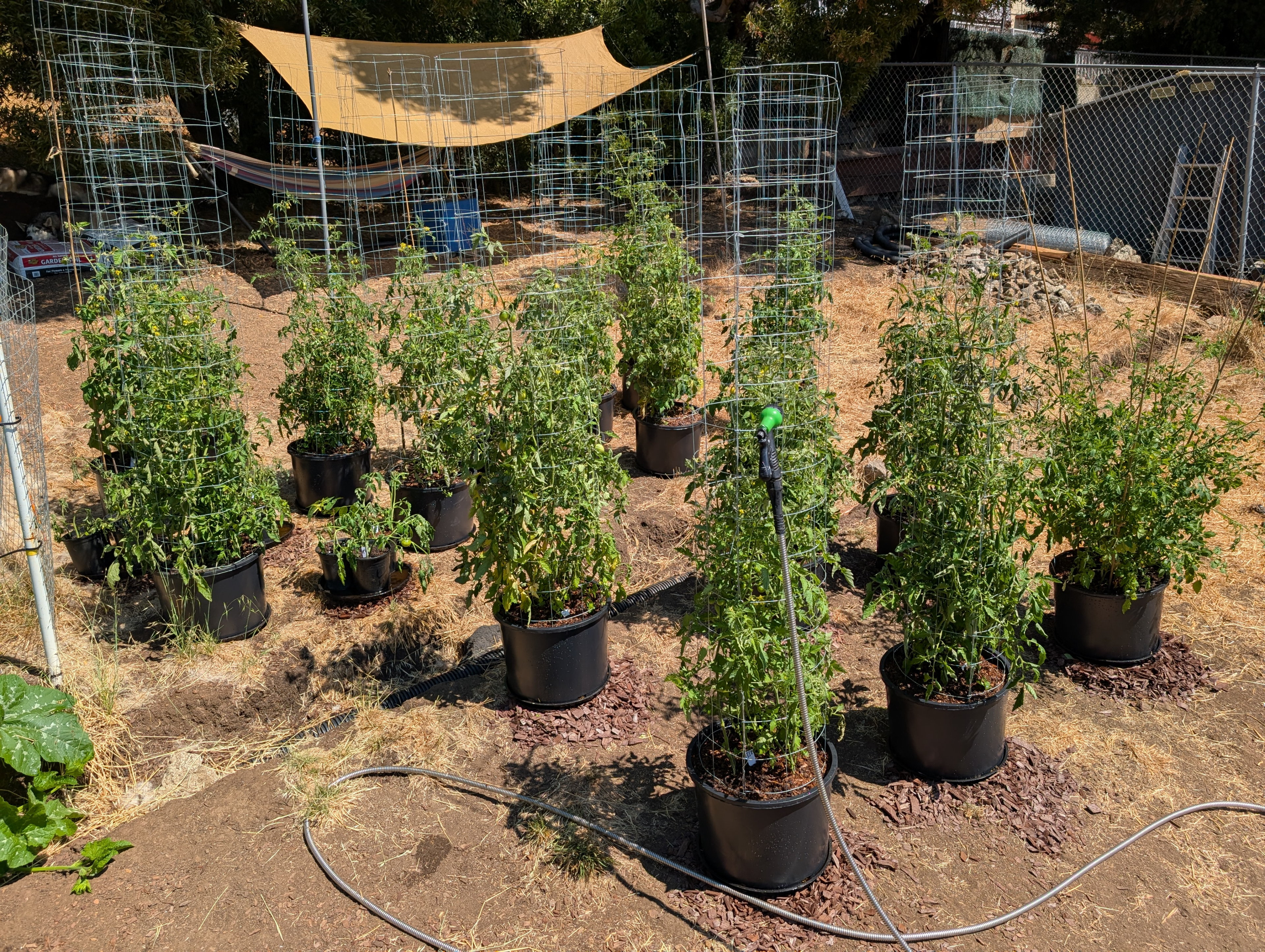 Garden status 2025-08-24: Tomatoes at 131 days.
