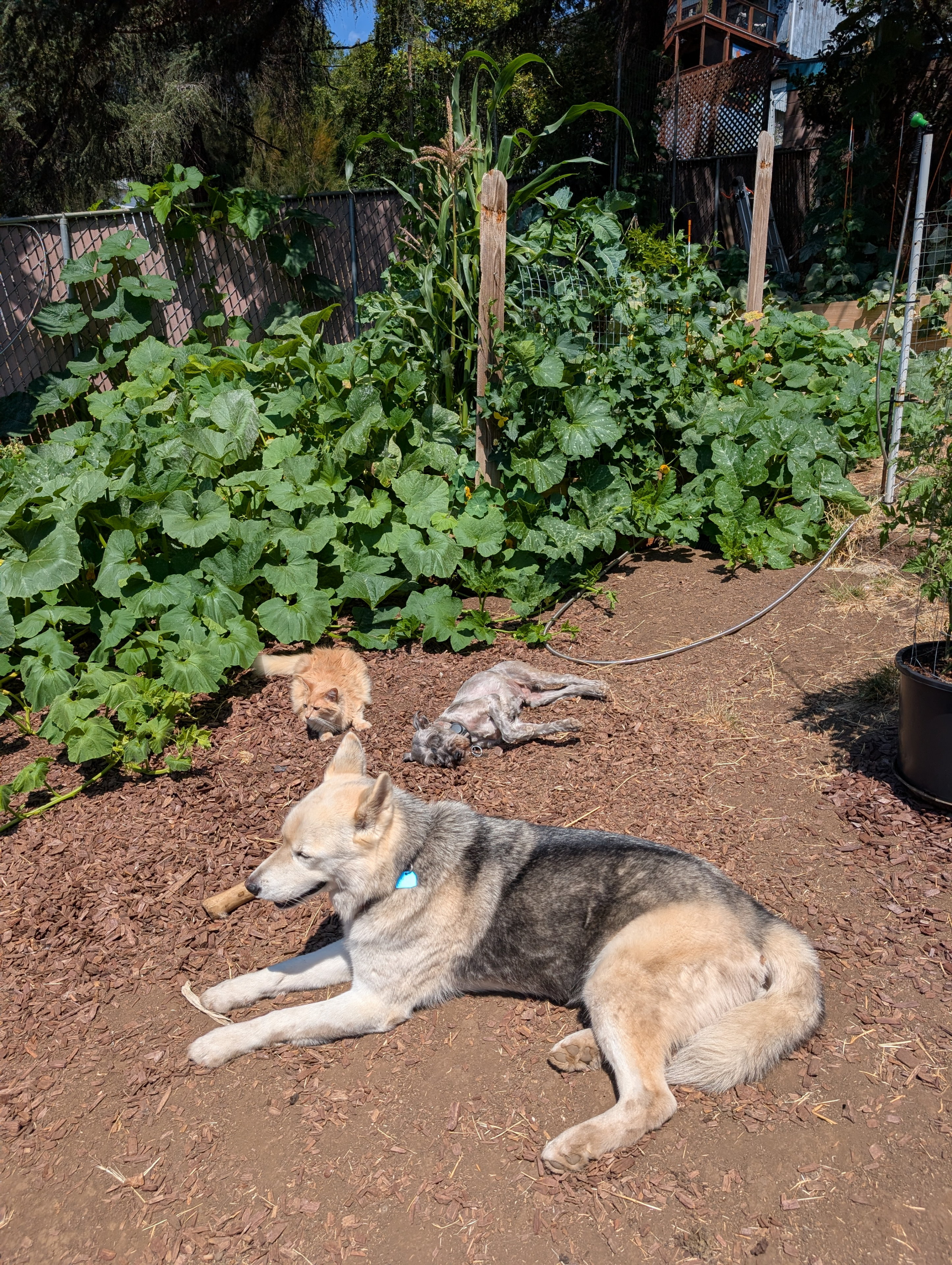 Garden status 2025-08-26