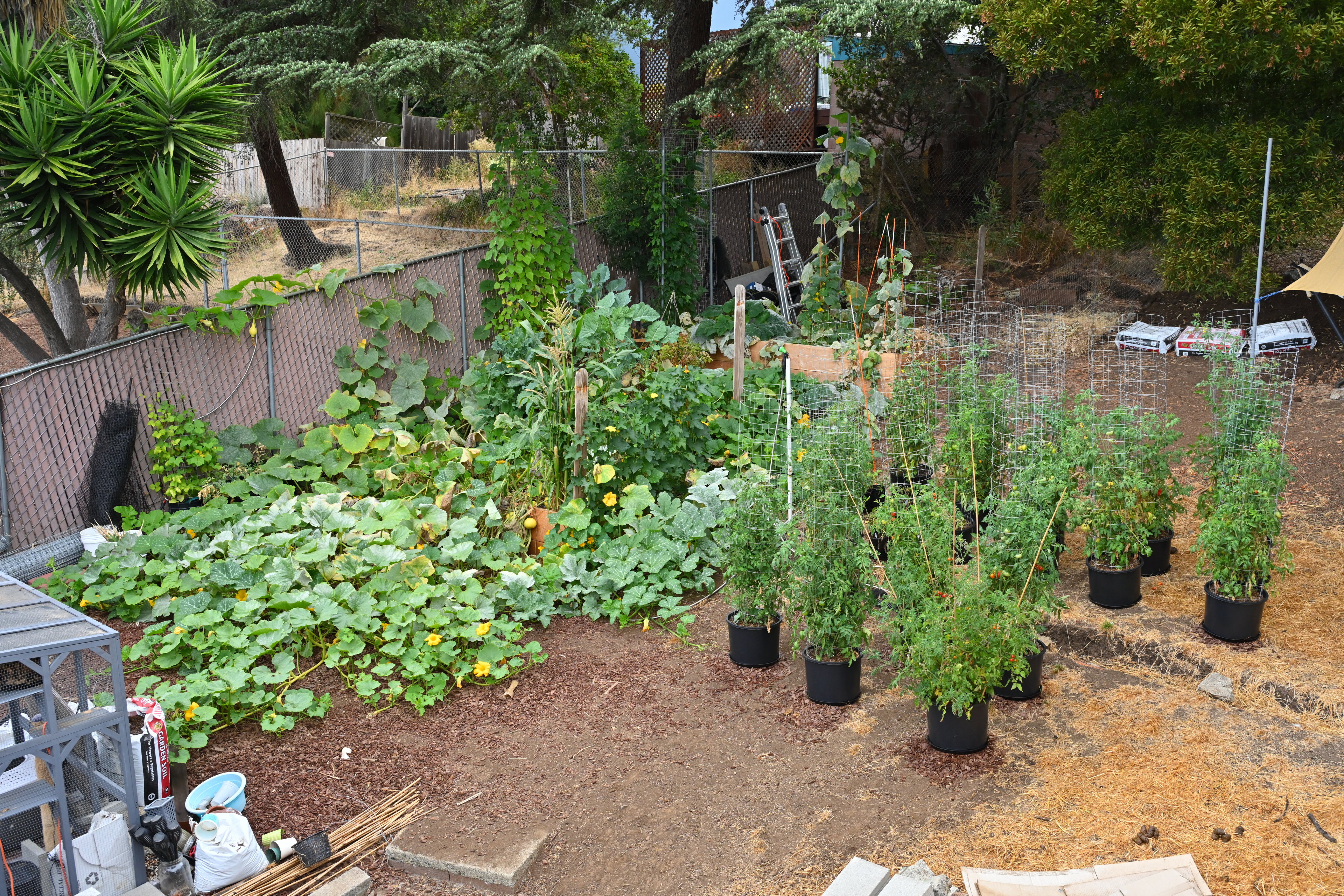 Garden status 2025-09-10: Tomatoes at almost 5 months, after transplanting to larger 7 gallon buckets. It was supposed to be temporary, but I haven't figured out where to plant them yet.