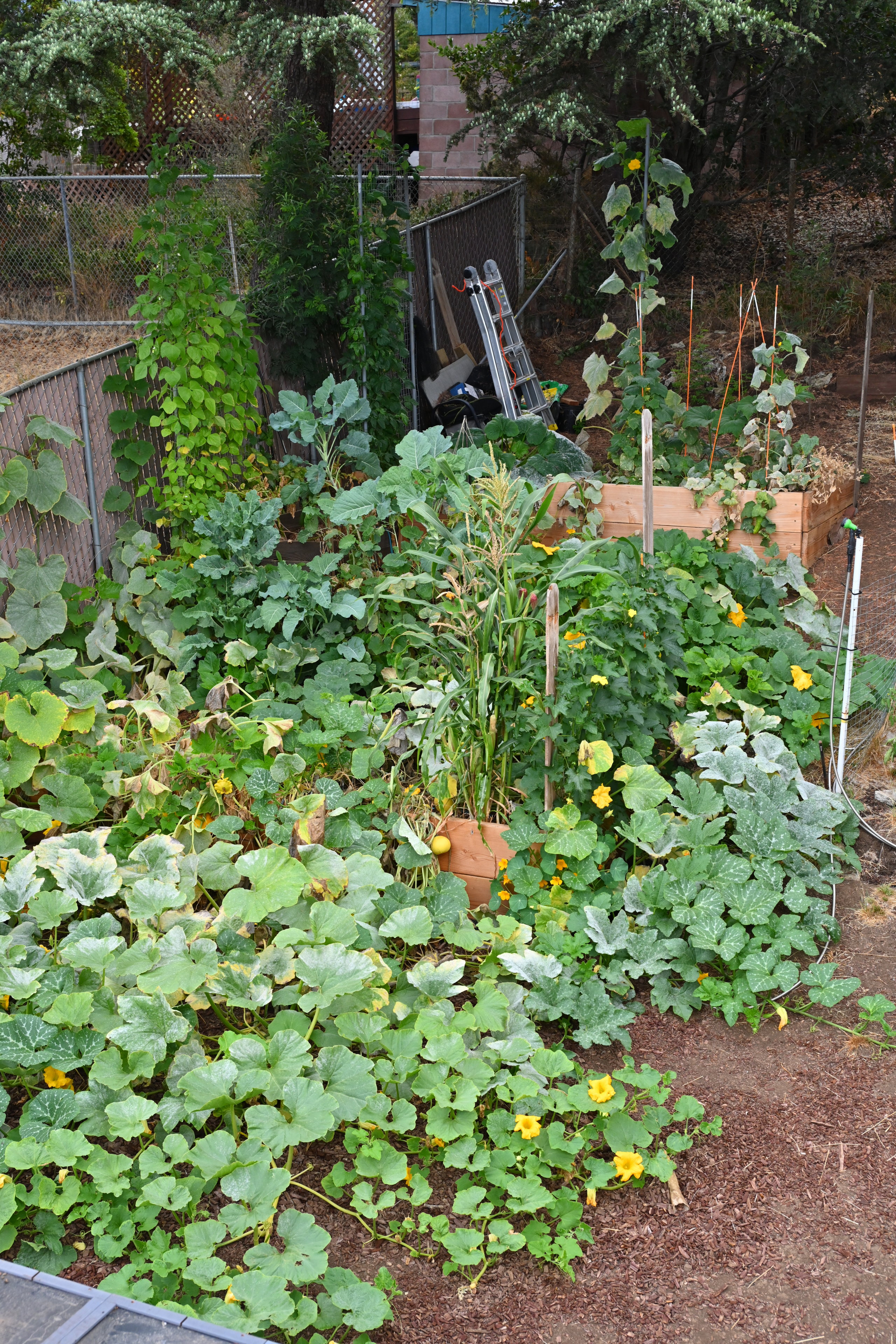 Garden status 2025-09-10