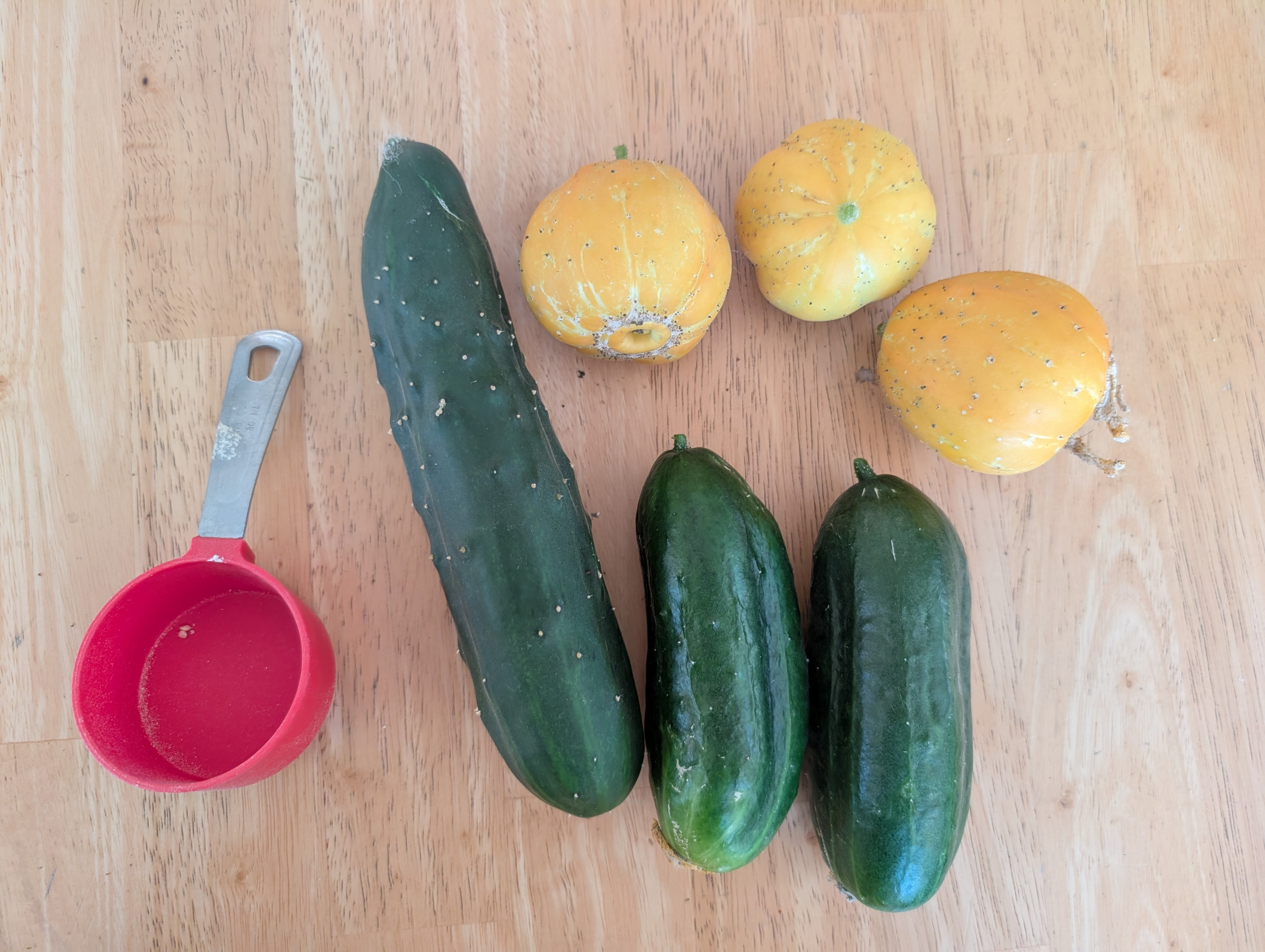 Garden status 2025-09-01: First cucumber harvest. Not much but they tasted good!