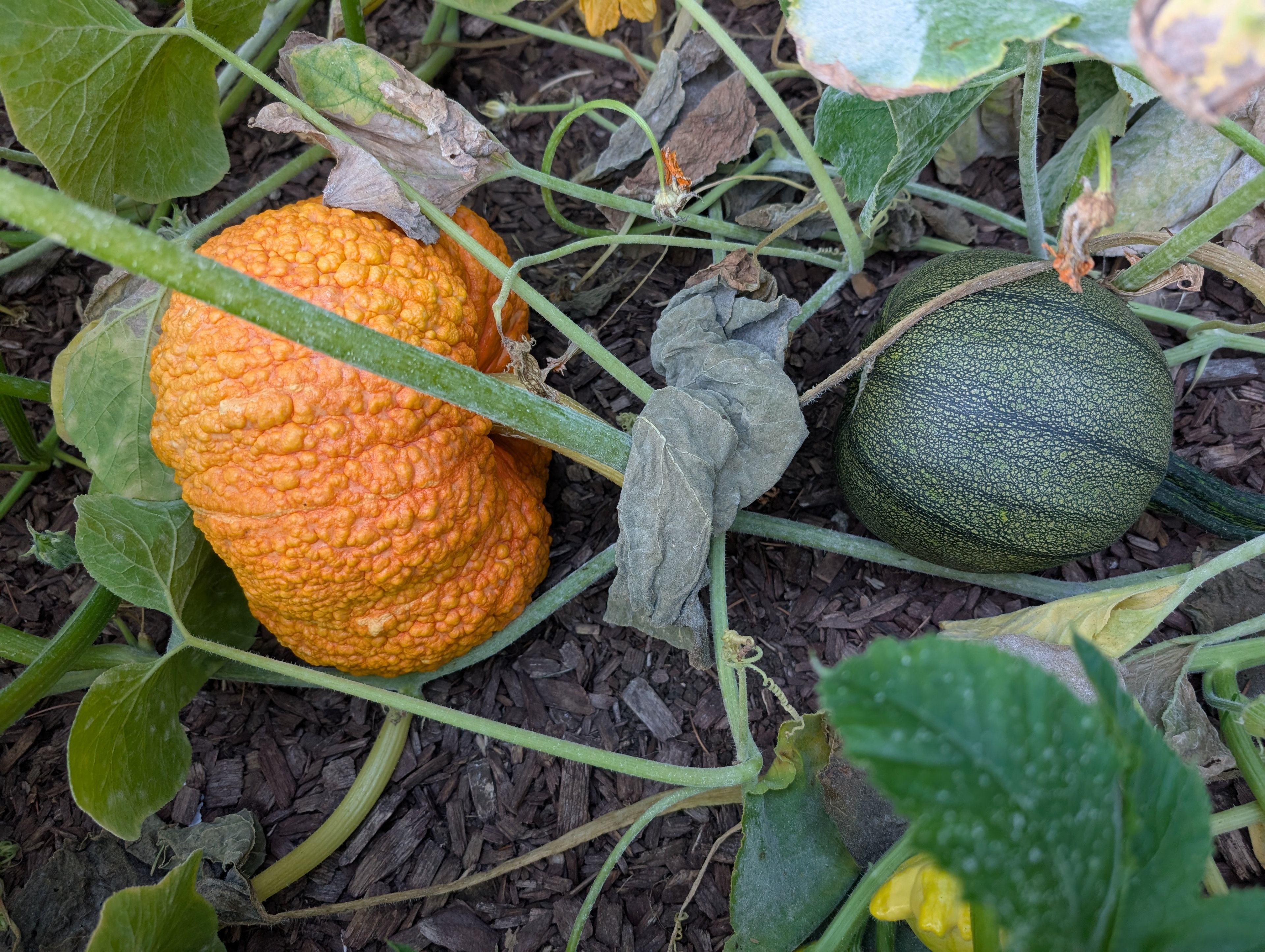 Garden status 2025-09-08: I'm loving this warty beast.