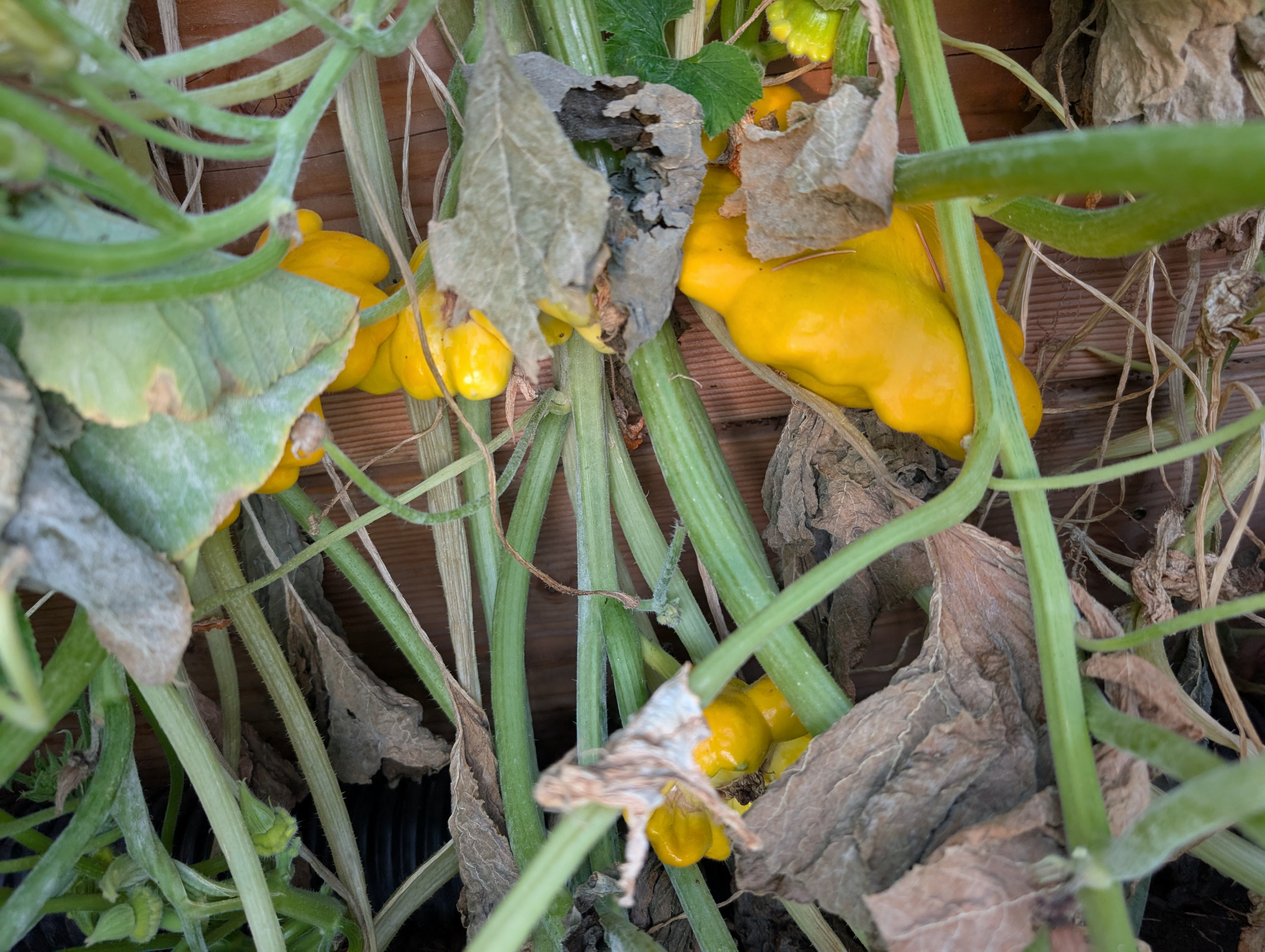 Garden status 2025-09-08