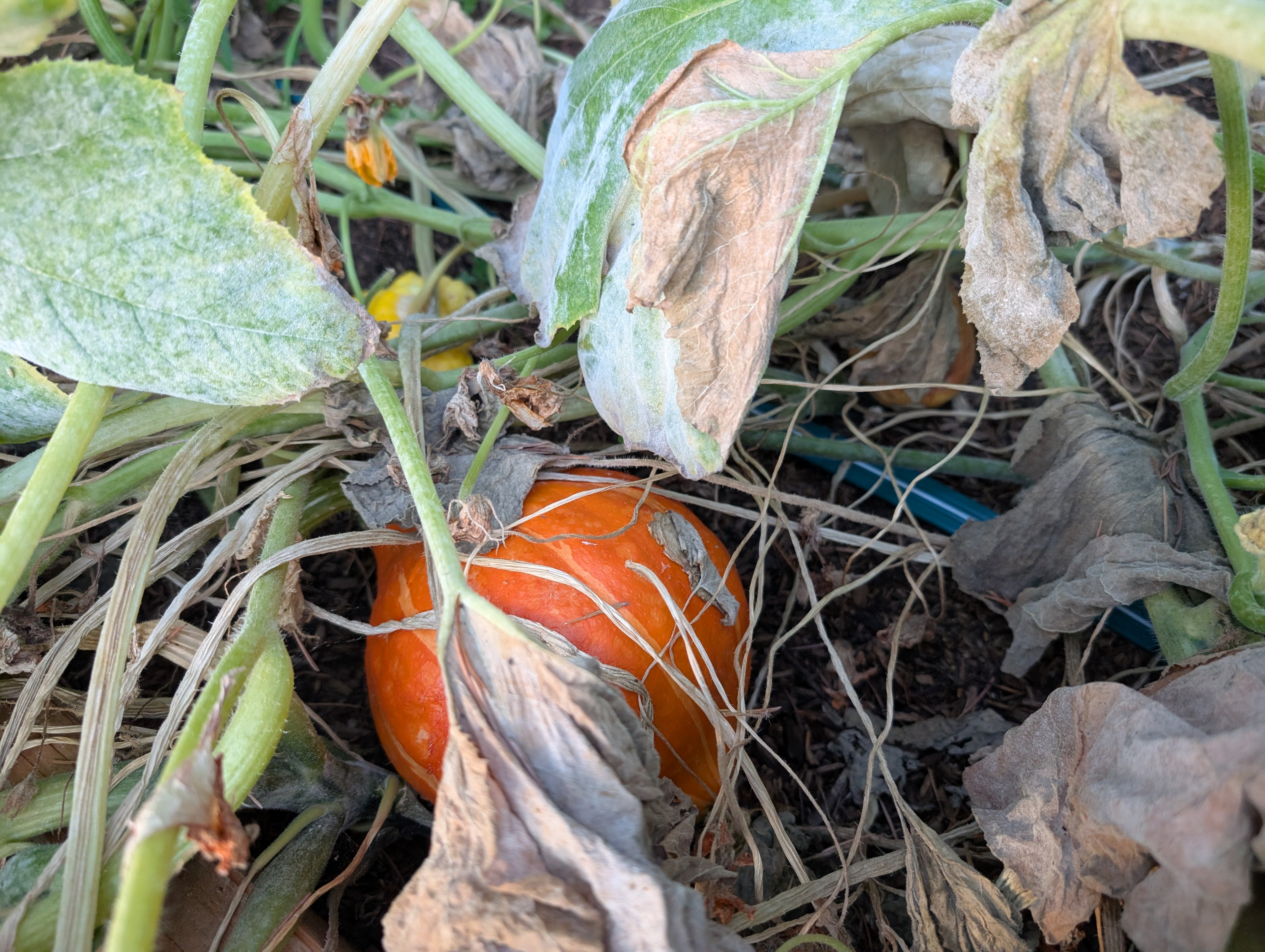 Garden status 2025-09-08: An elusive Japanese kuri squash.