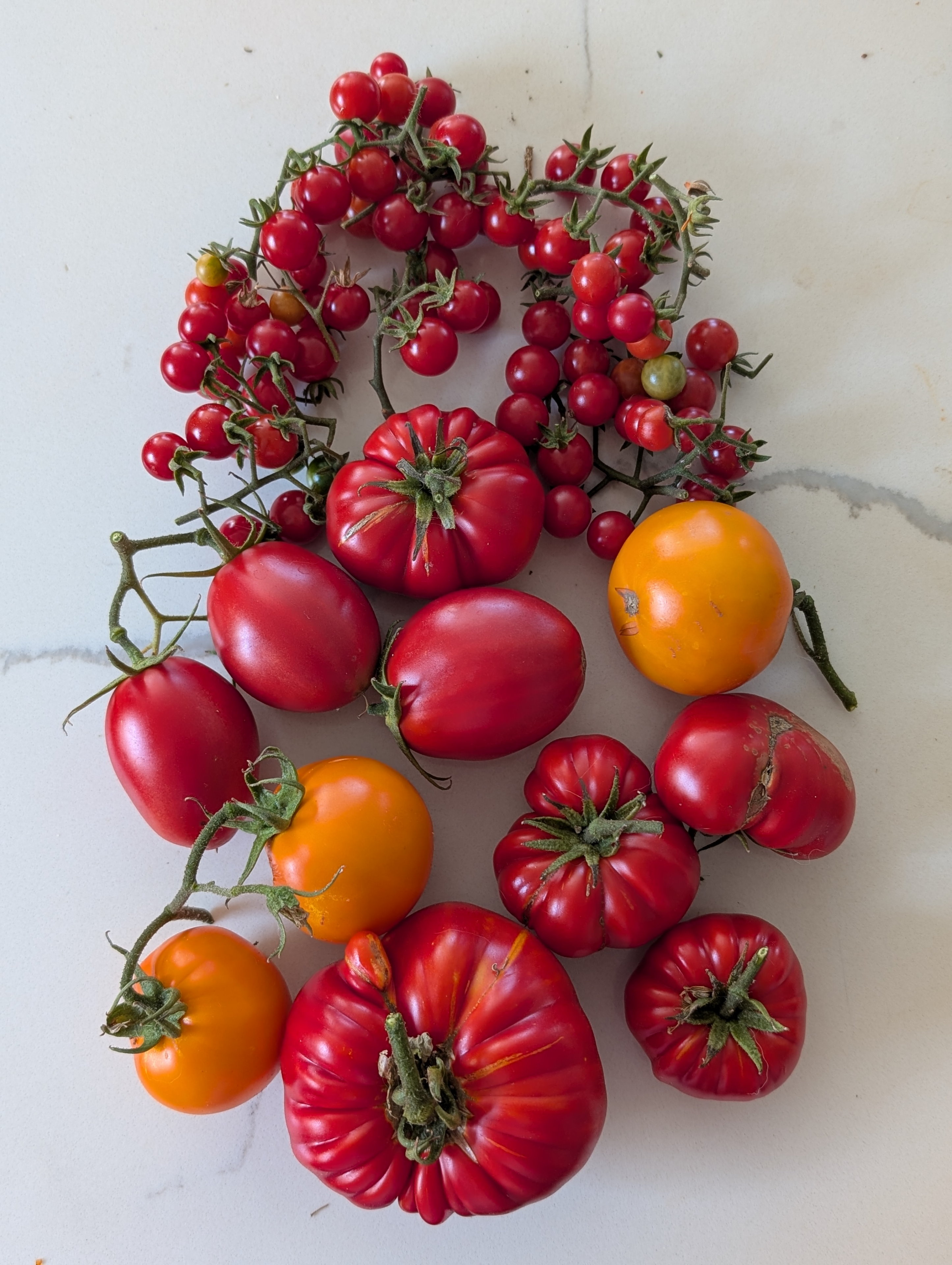 Garden status 2025-10-04: More tomatoes, yay!