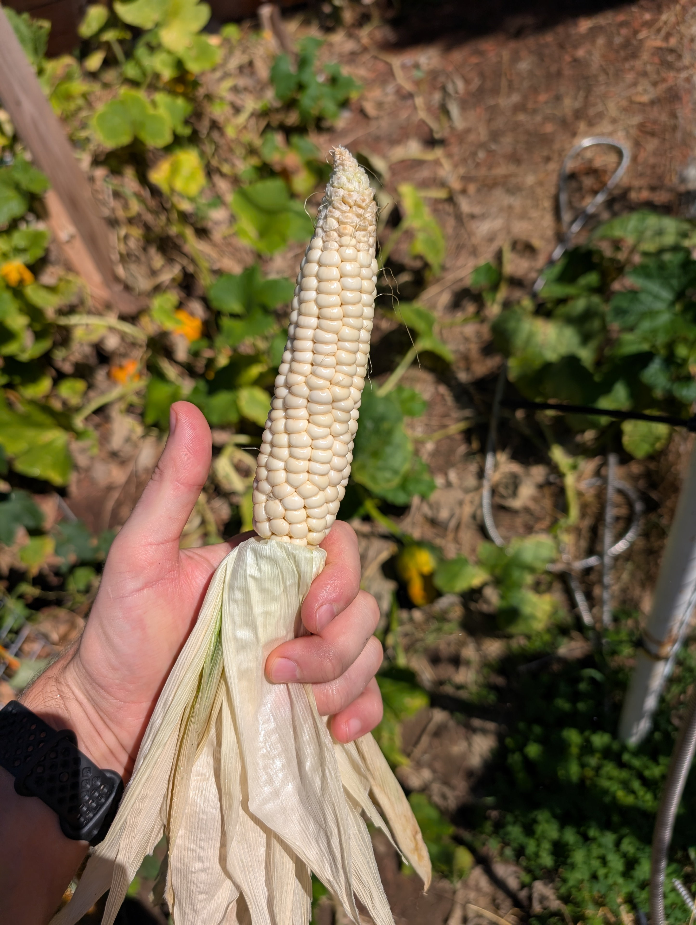 Garden status 2025-10-04: OK, I think I picked this corn too early. It was supposed to be a grinding corn.