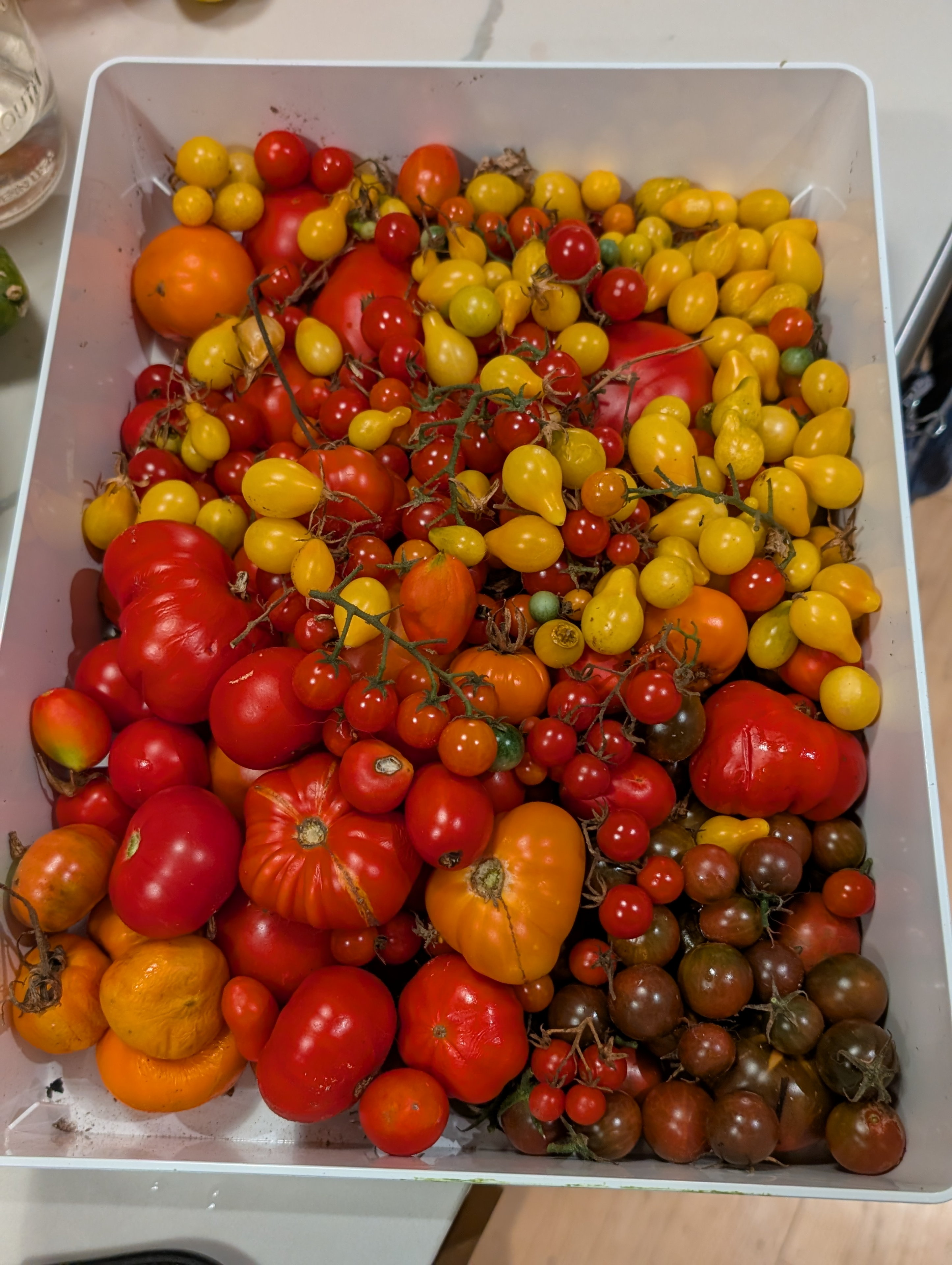 Garden status 2025-11-15: Tomatoes are finally producing a lot, but they are all so small!