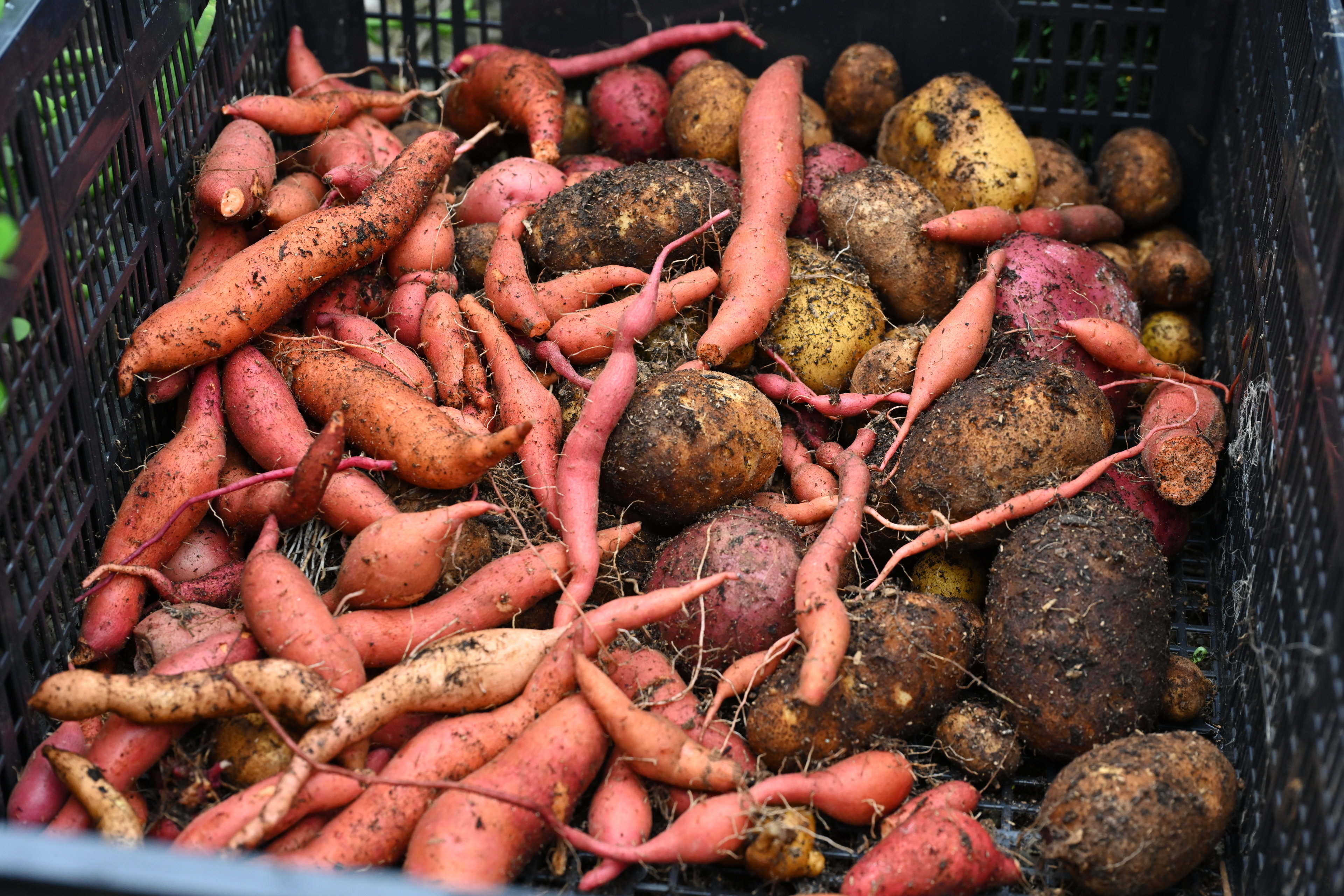 Potato harvest! 2025-12-21
