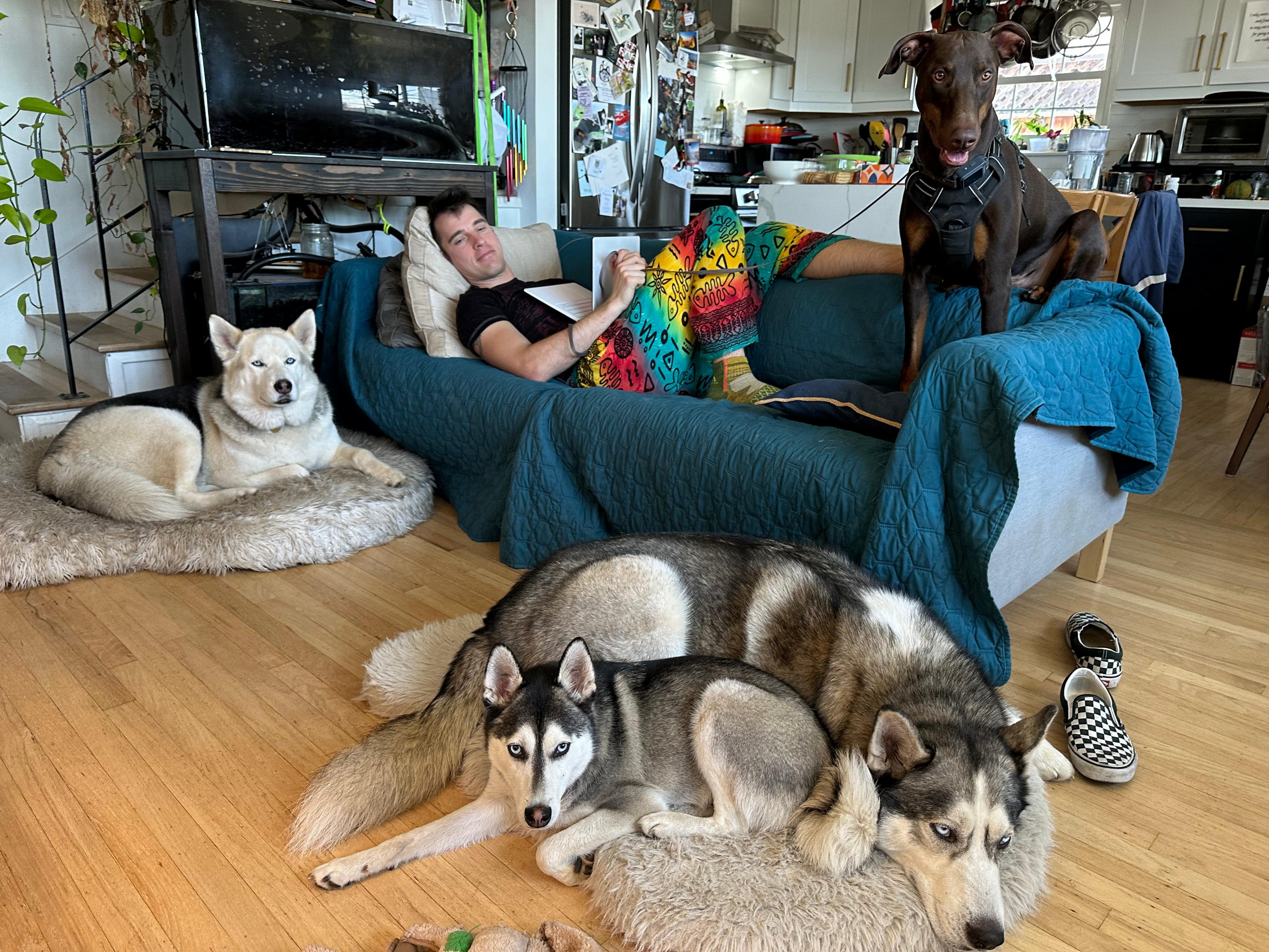 Studying on the couch with all the dogs, including crazy Zuko, who is staying with us for a bit more than a week.