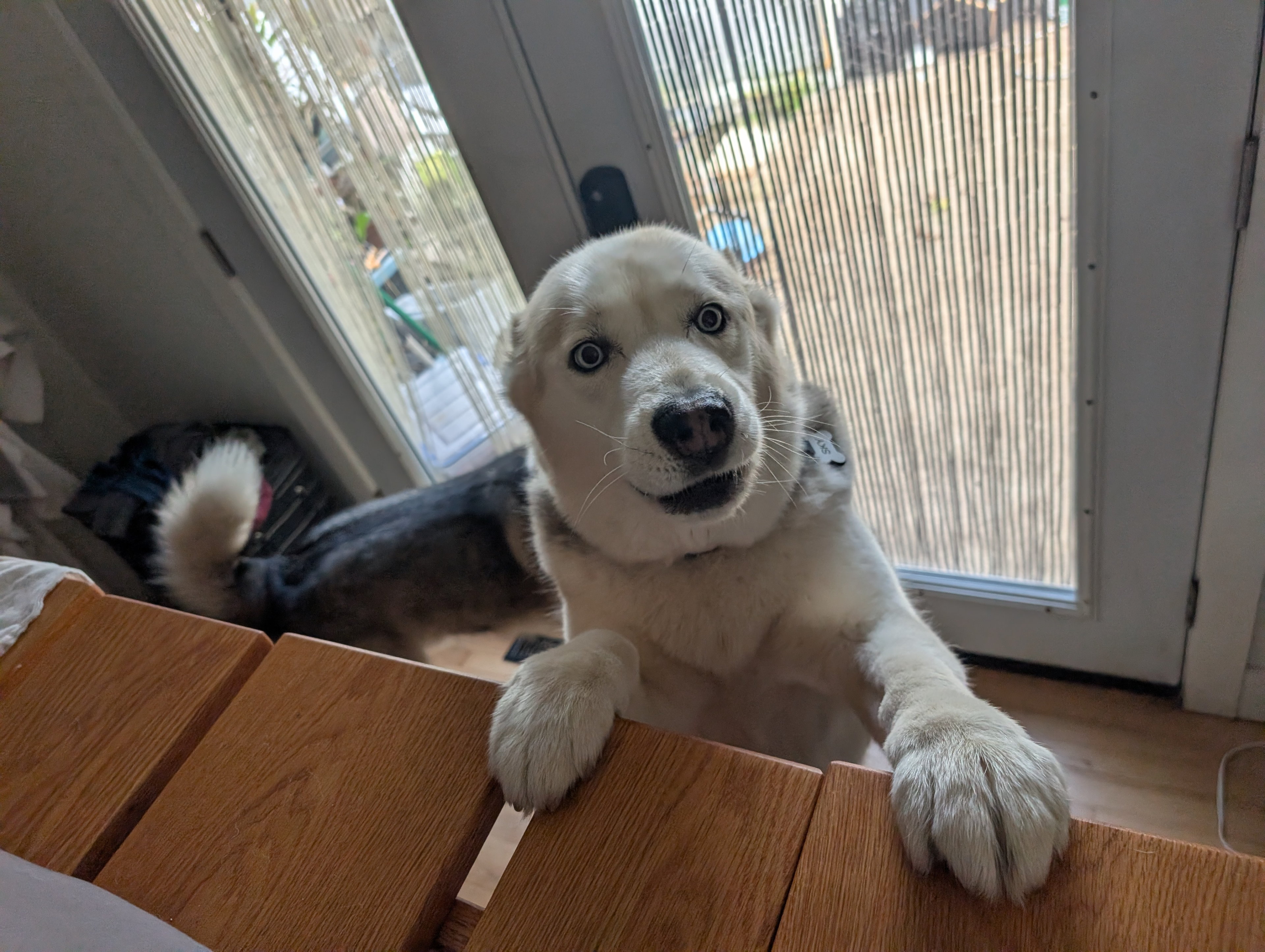Sky trying to get me up to let them out.