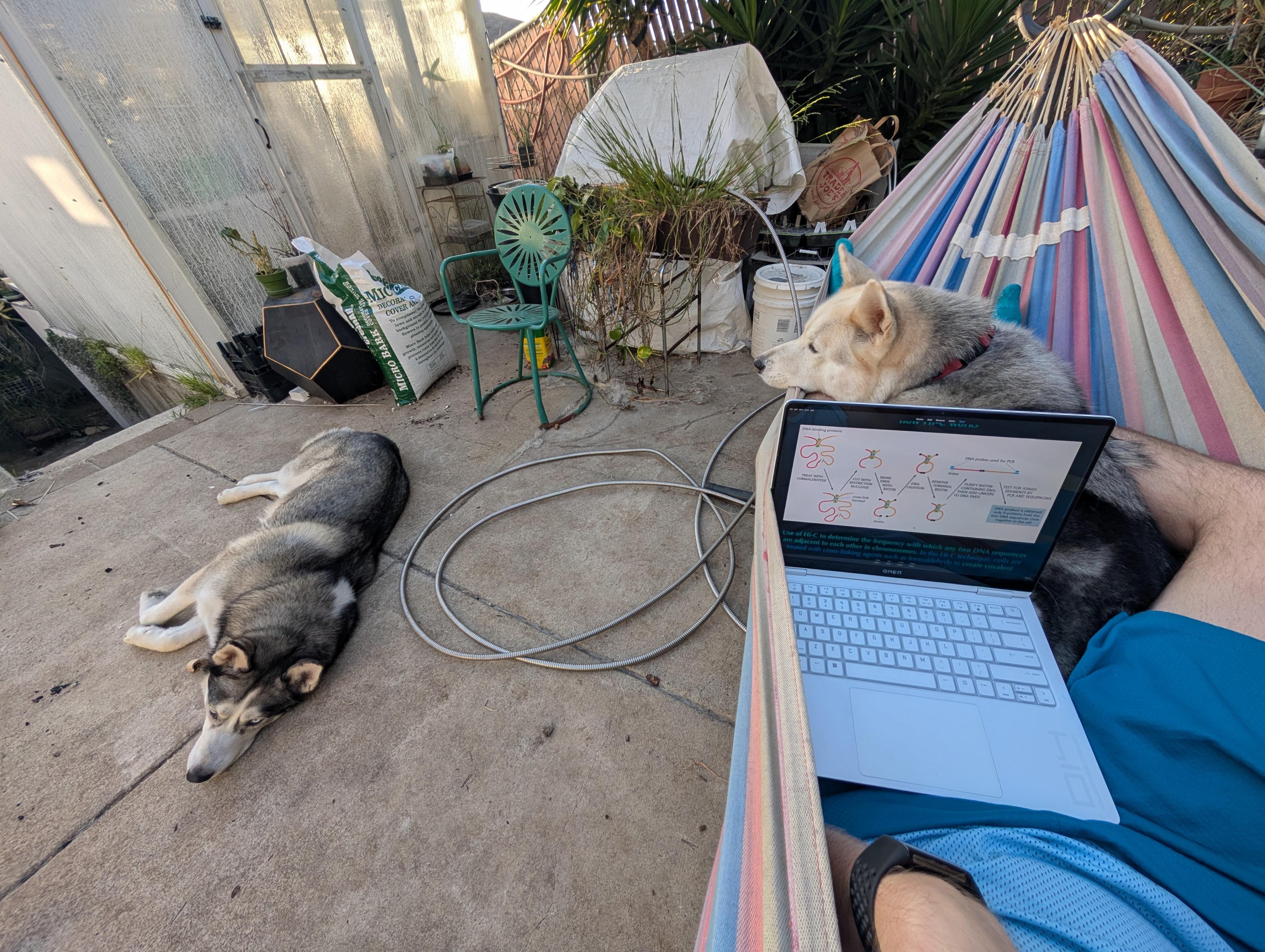 More studying, but in the hammock now that it's warm again.