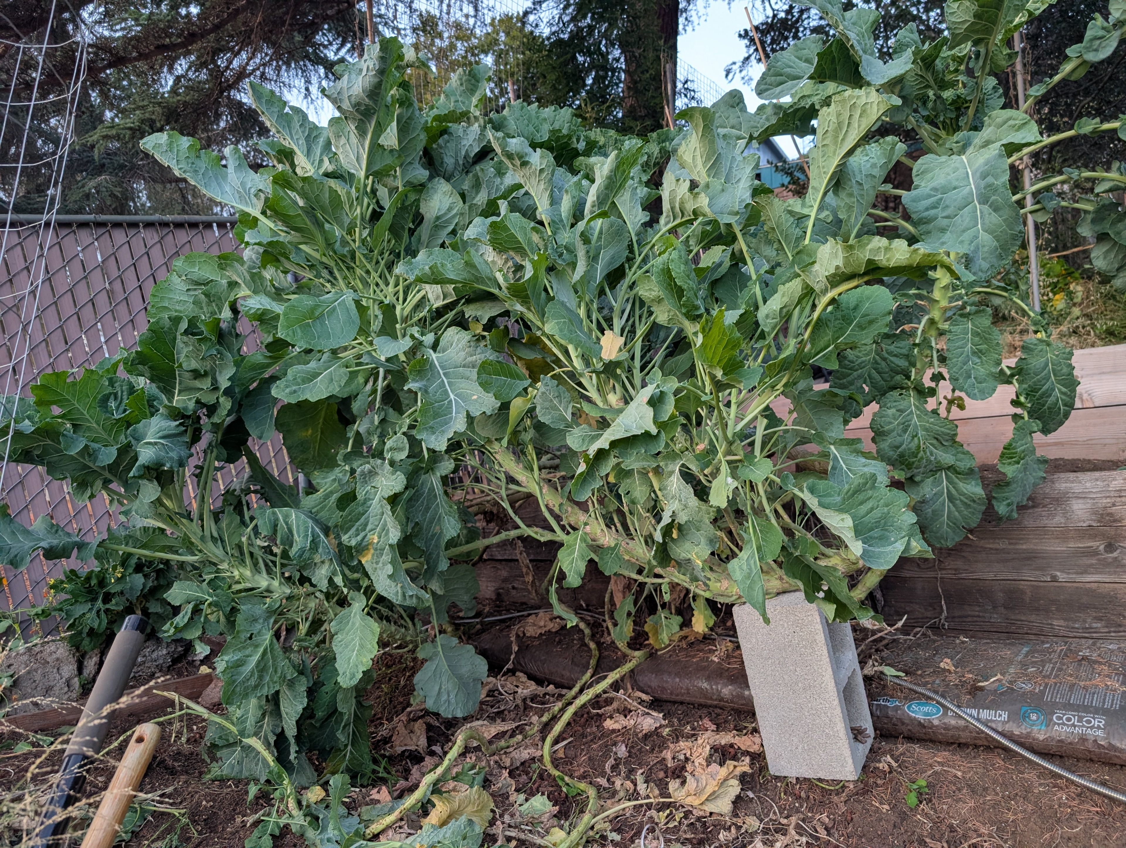 Trying to figure out what to do with my kale forest so I can make room for more crops.