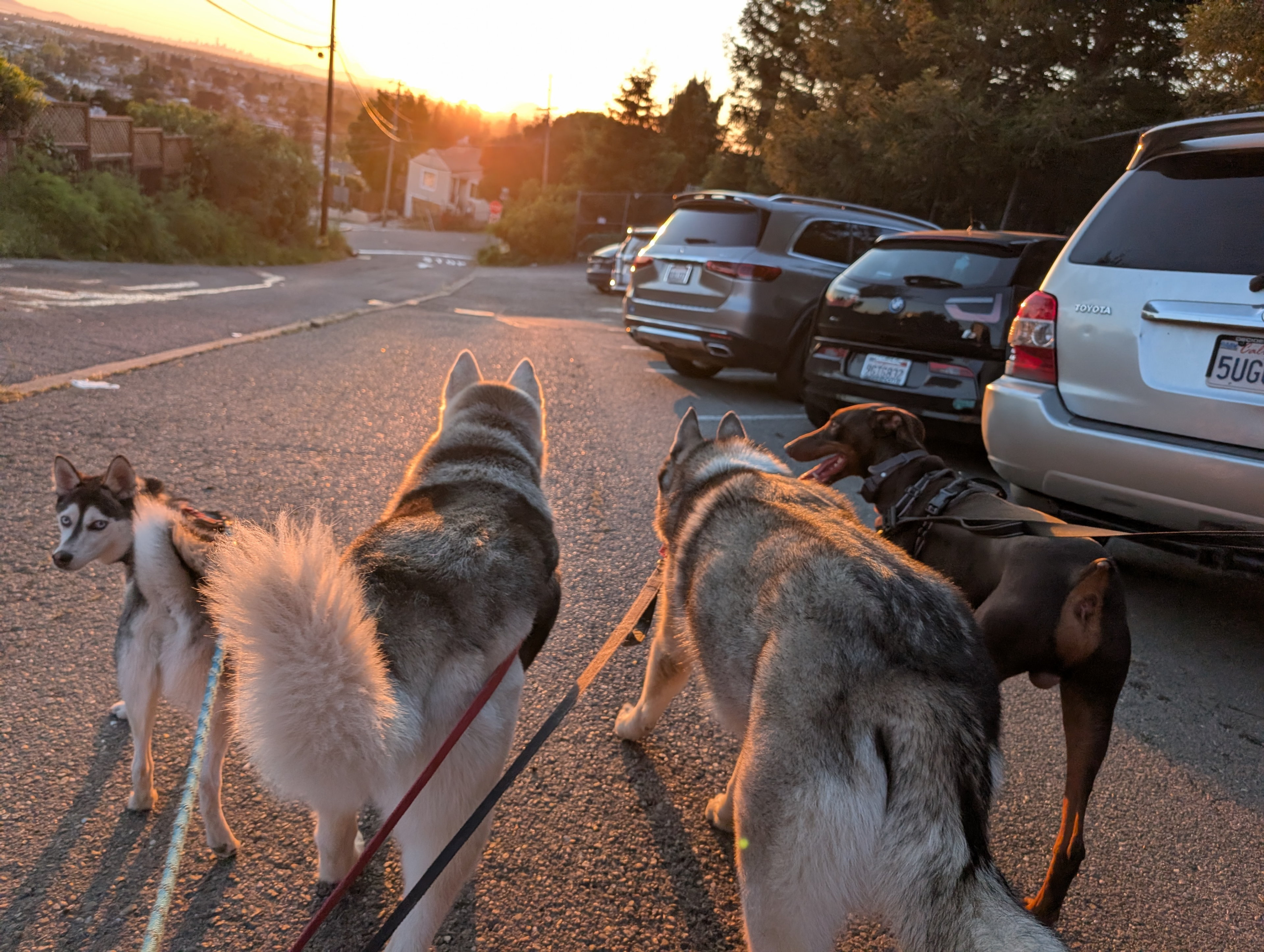 Walking the dogs at sunset