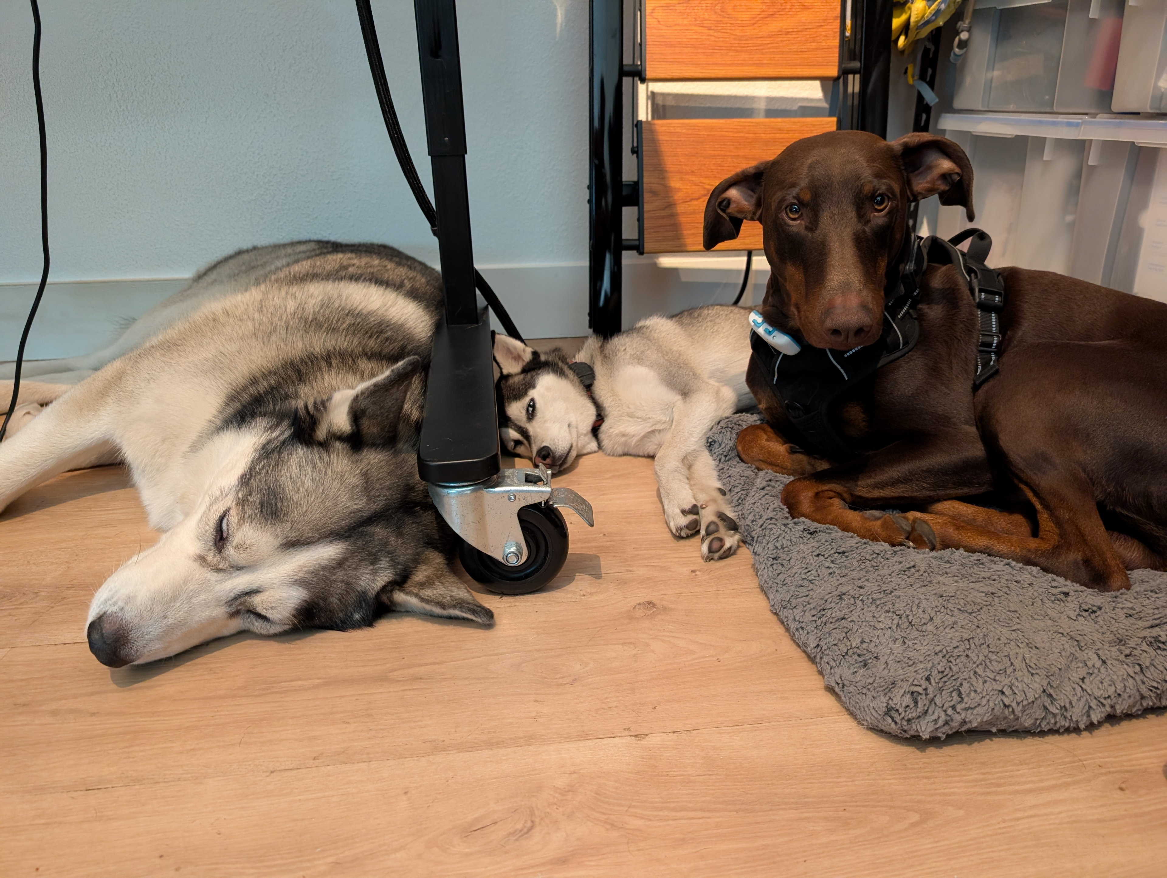 Ruffie, Nyall and Zuko resting while I treadmill.