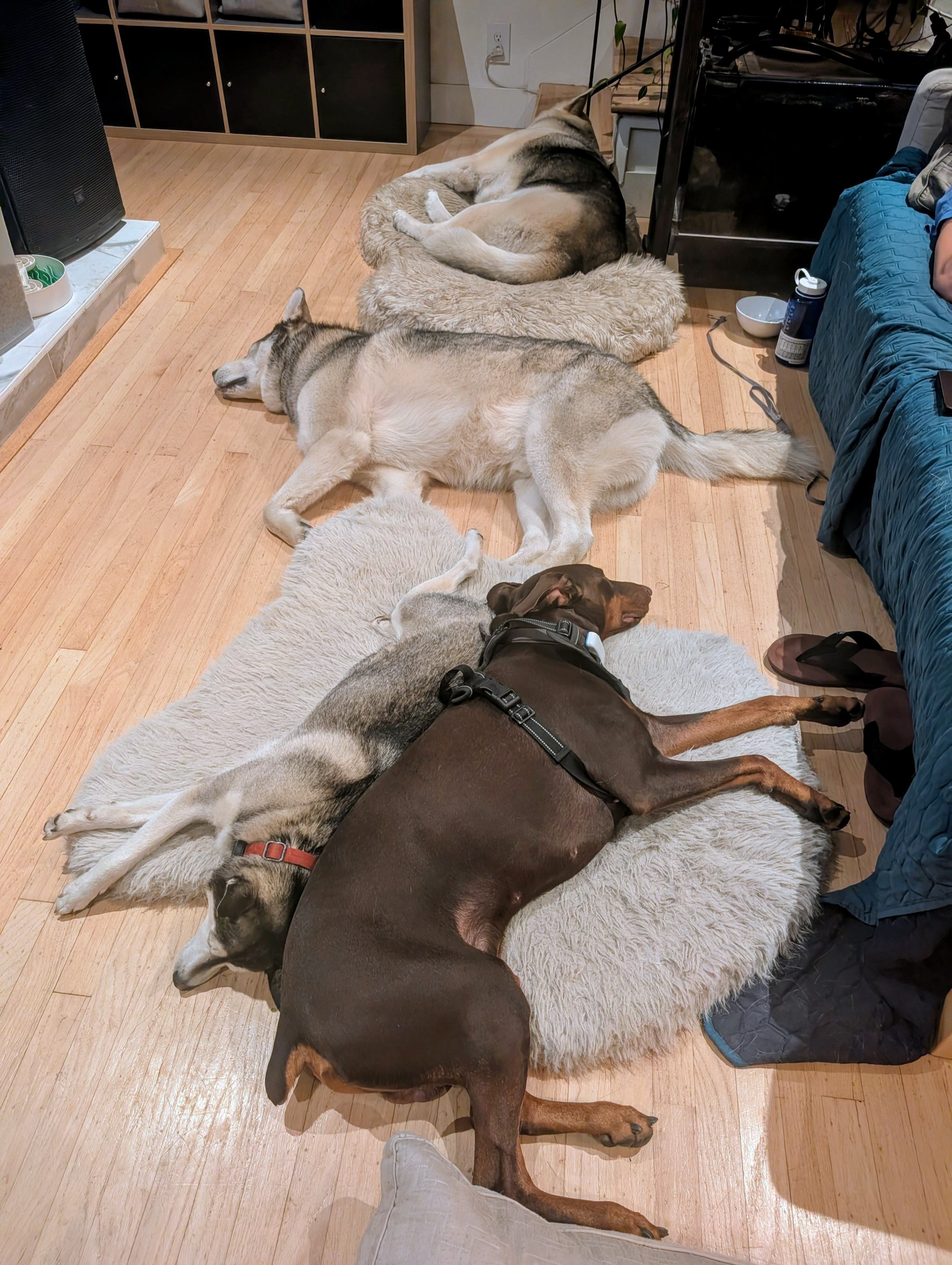 Sky, Ruffie, Niall and Zuko