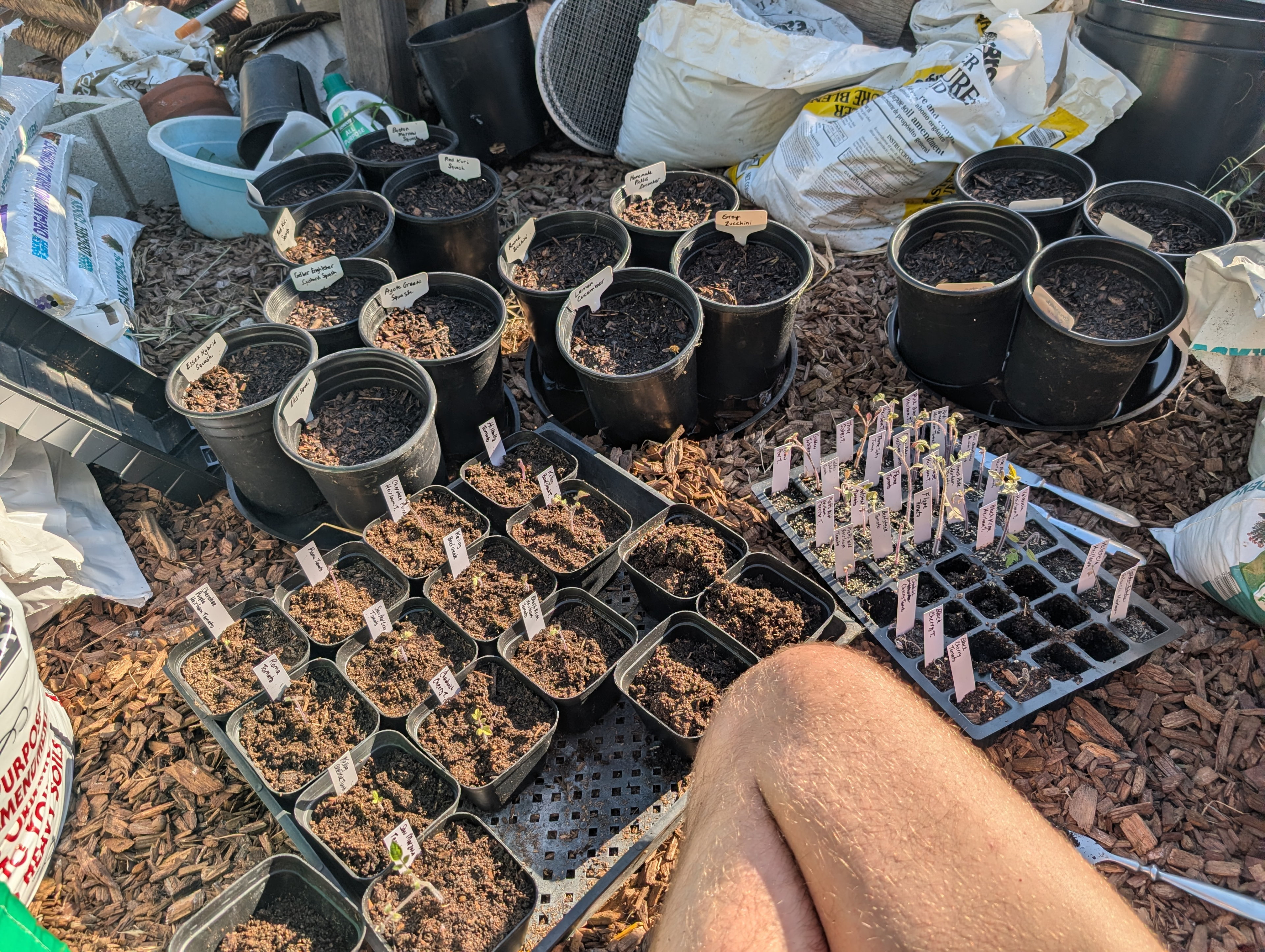 Transplanting peppers and tomatoes into slightly larger pots that I will just keep outside to hopefully avoid some transplant shock I have trouble with.