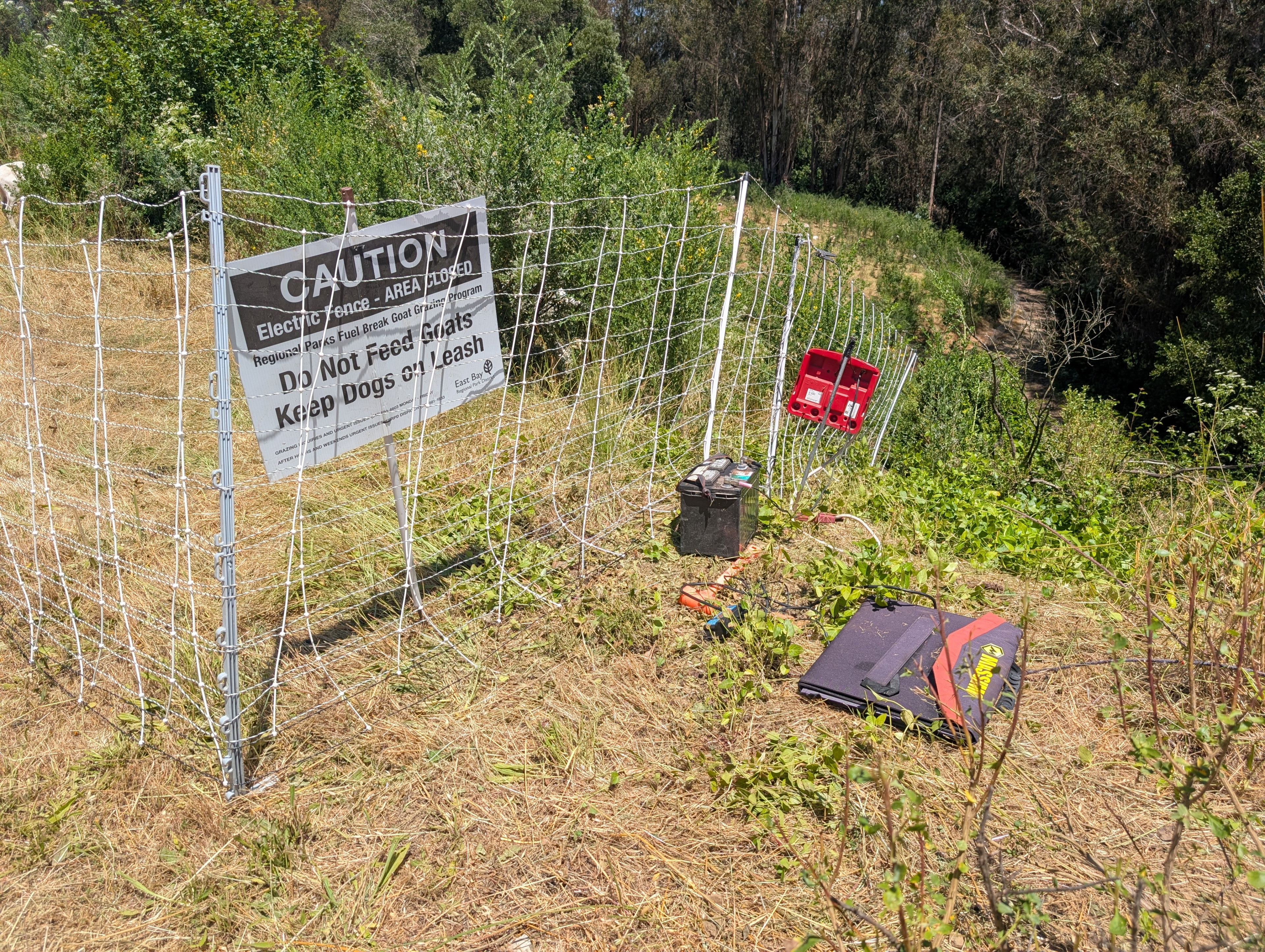 Fire prevention goats in Anthony Chabot Regional Park