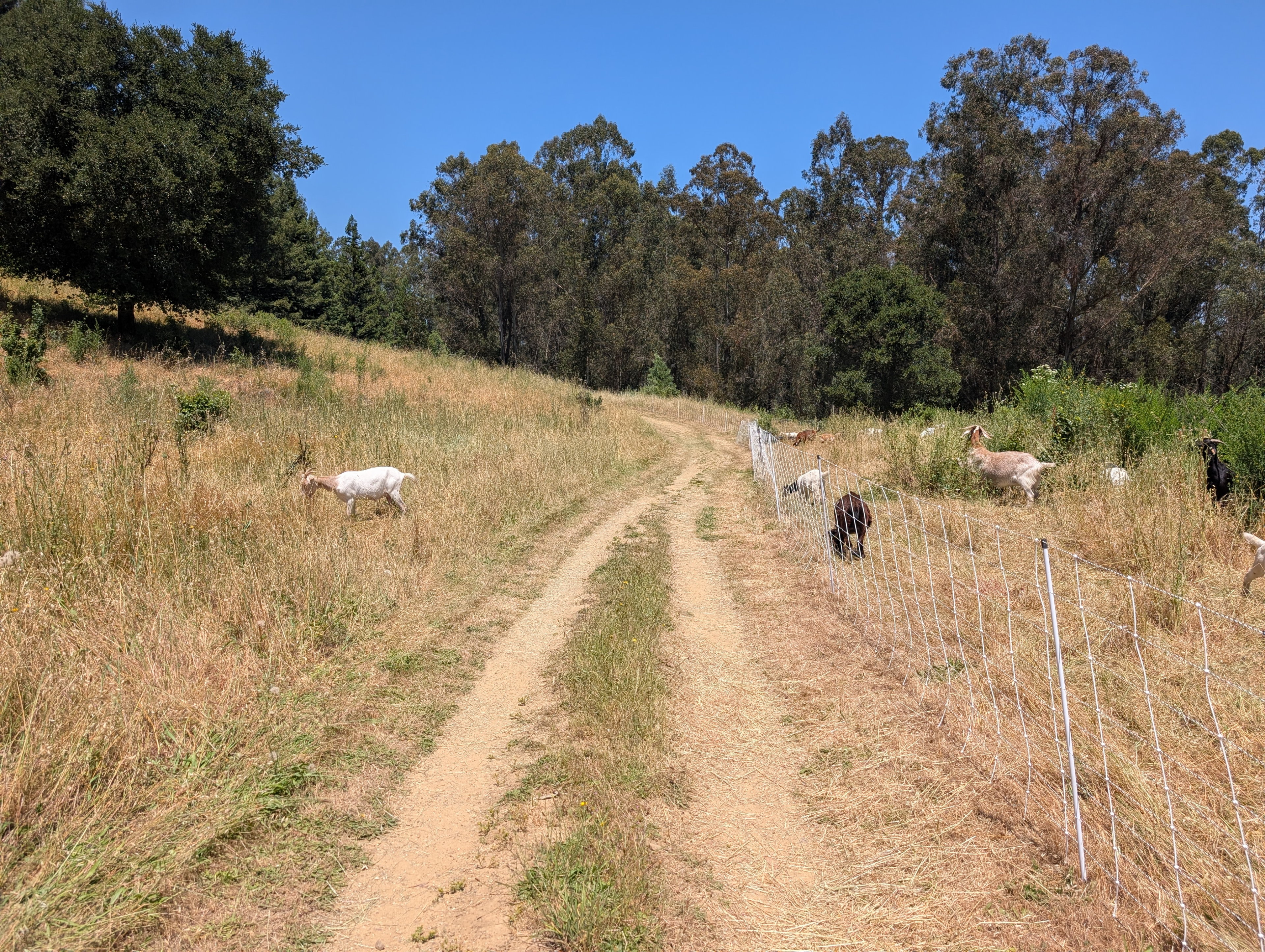 One of the fire prevention goats got outside the fence in Anthony Chabot Regional Park. I got in touch with the rangers after I got back and sent them the photo with the coordinates.