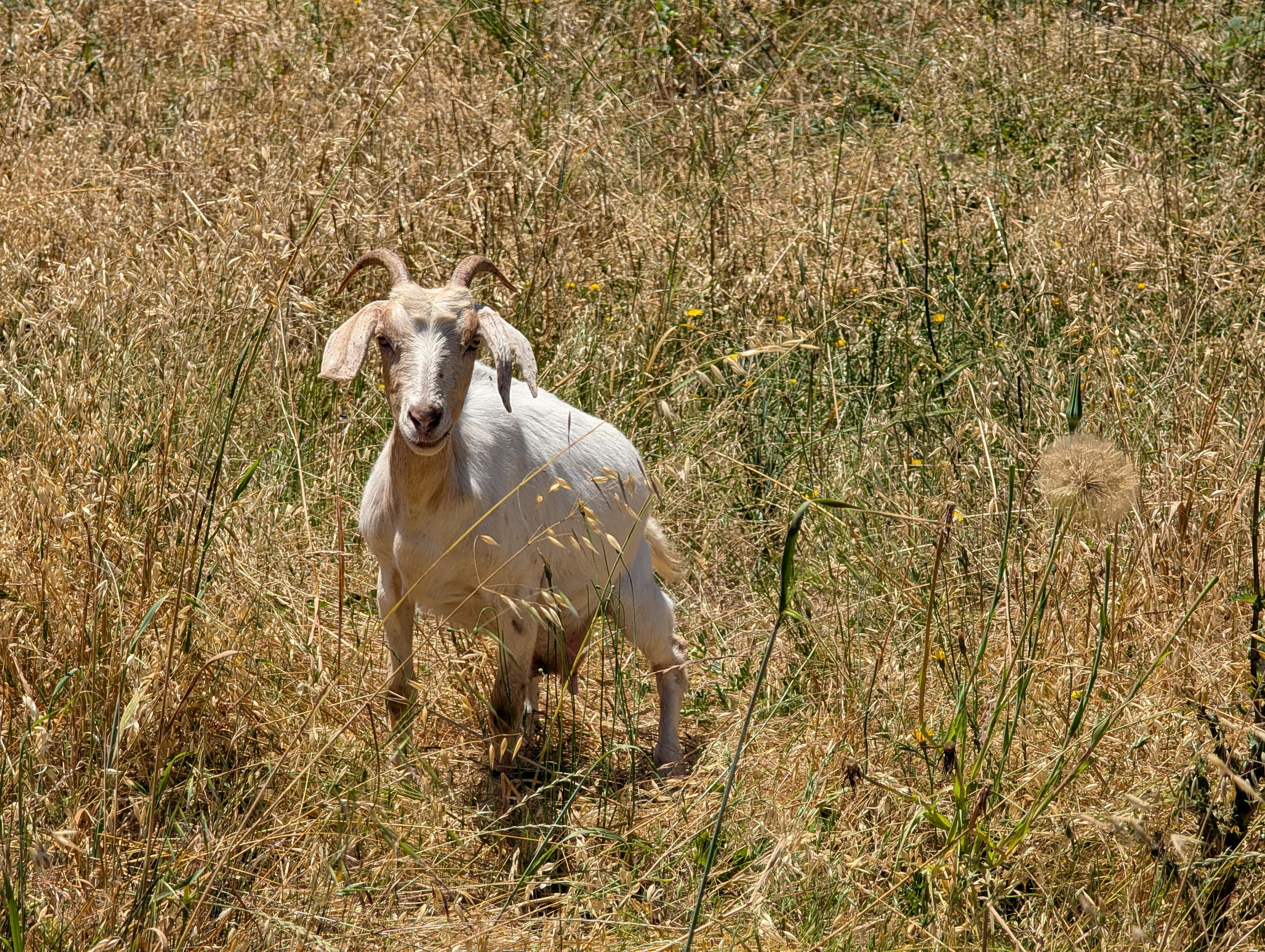 One of the fire prevention goats got outside the fence in Anthony Chabot Regional Park. I got in touch with the rangers after I got back and sent them the photo with the coordinates.