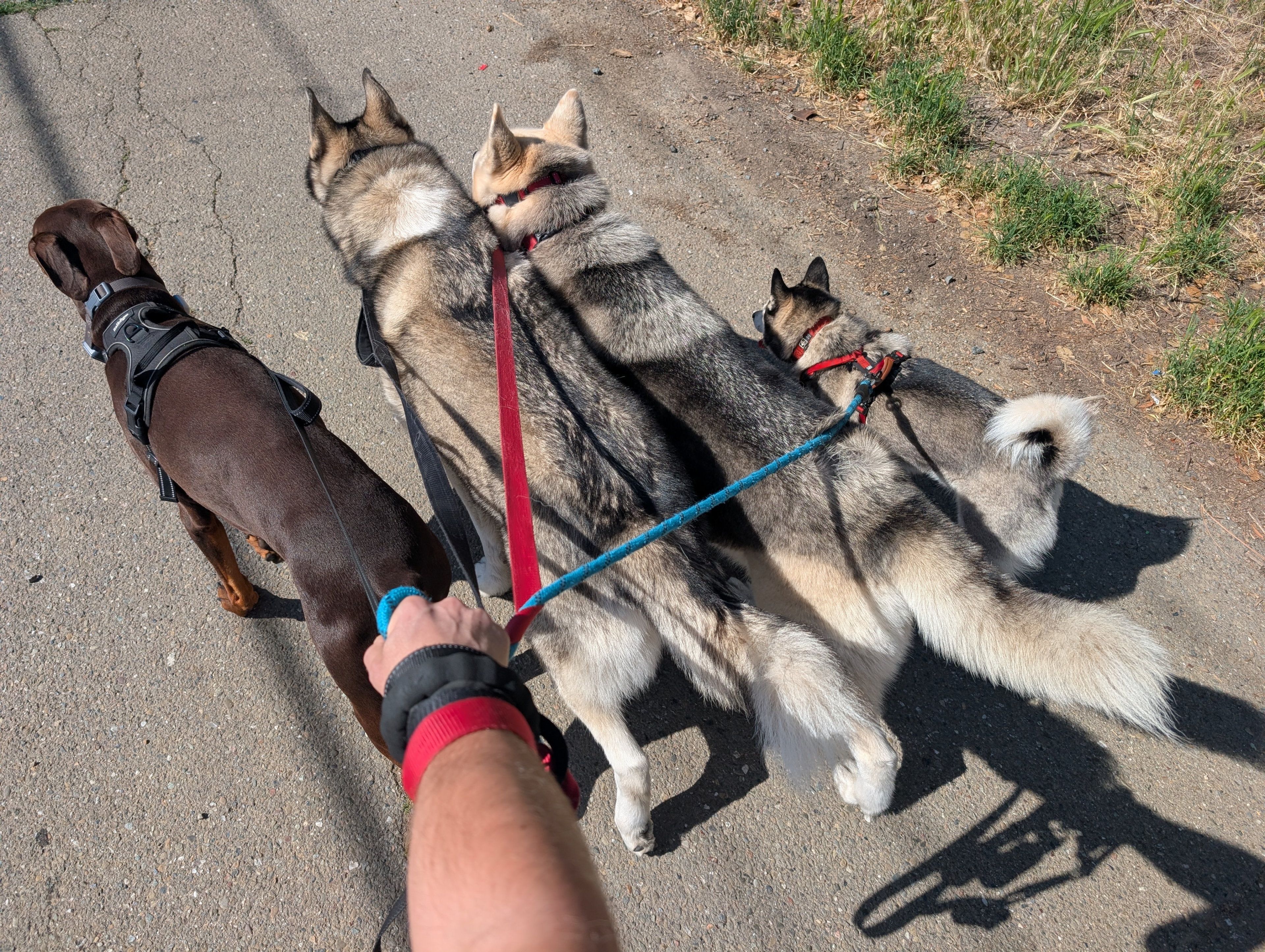 Walking four dogs at once