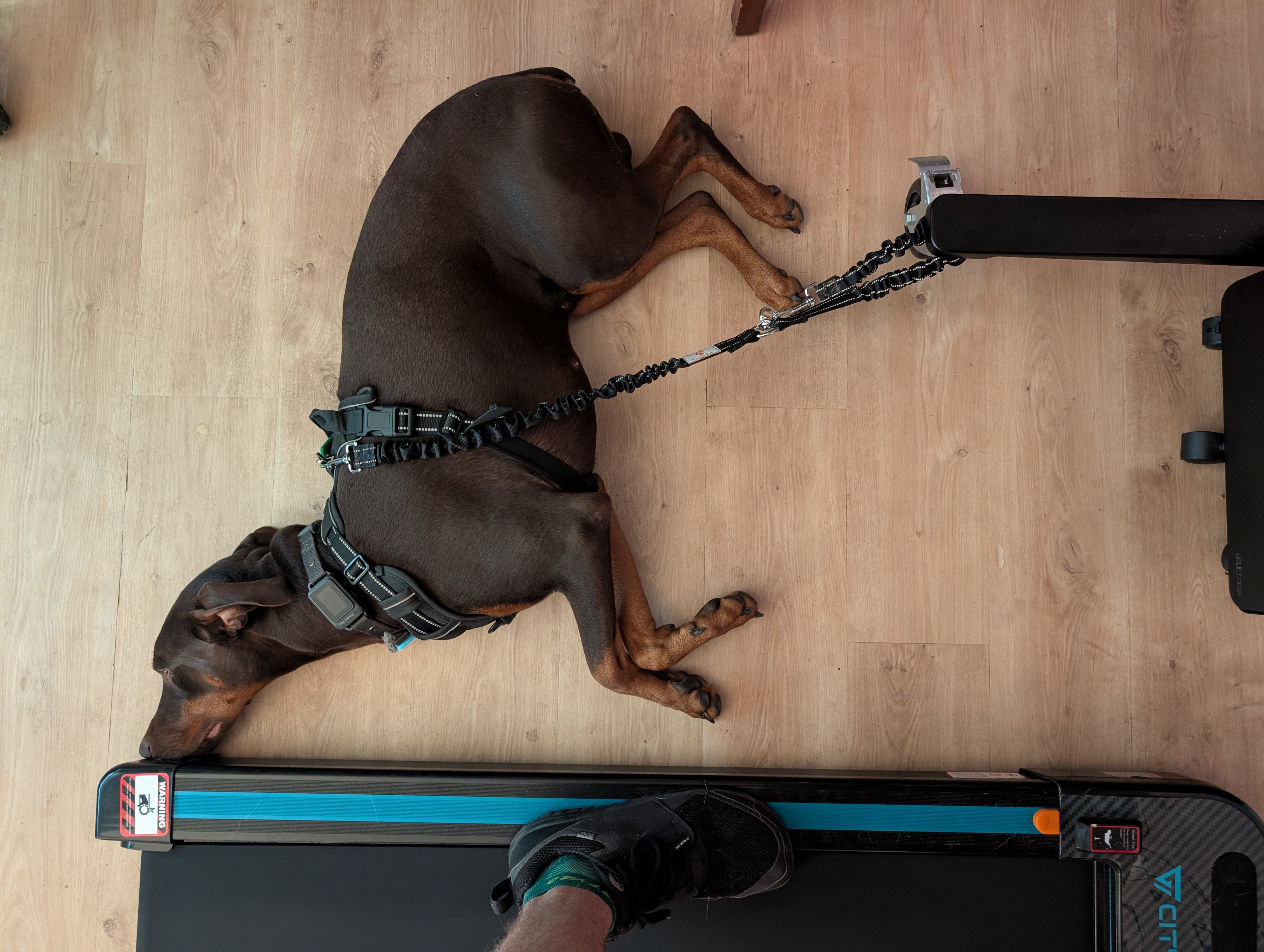 Trying to keep Zuko nearby and out of trouble while I am on the treadmill.