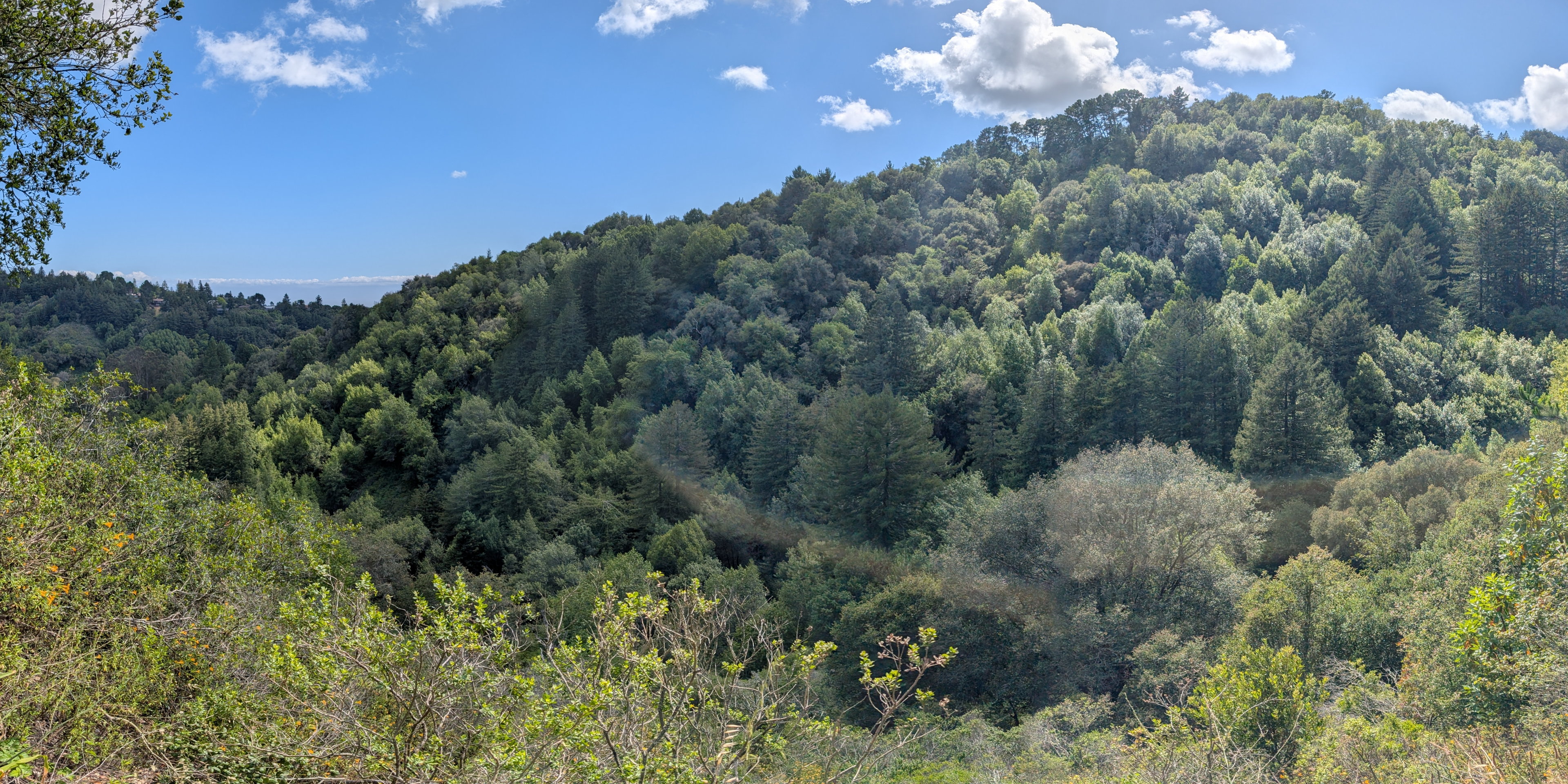 Out for a run in Reinhardt Regional Redwood Forest