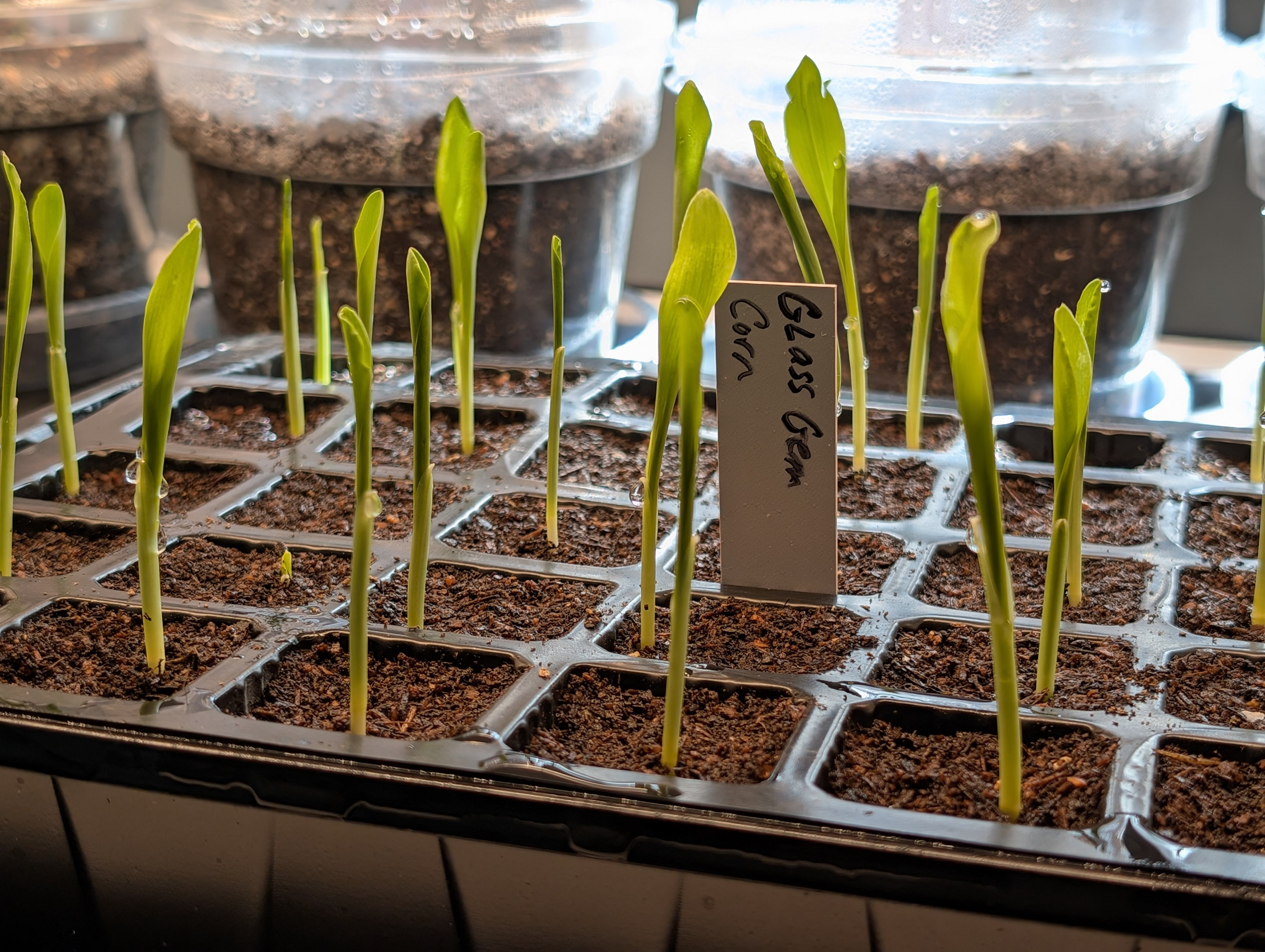Starting corn indoors, which is really not necessary.