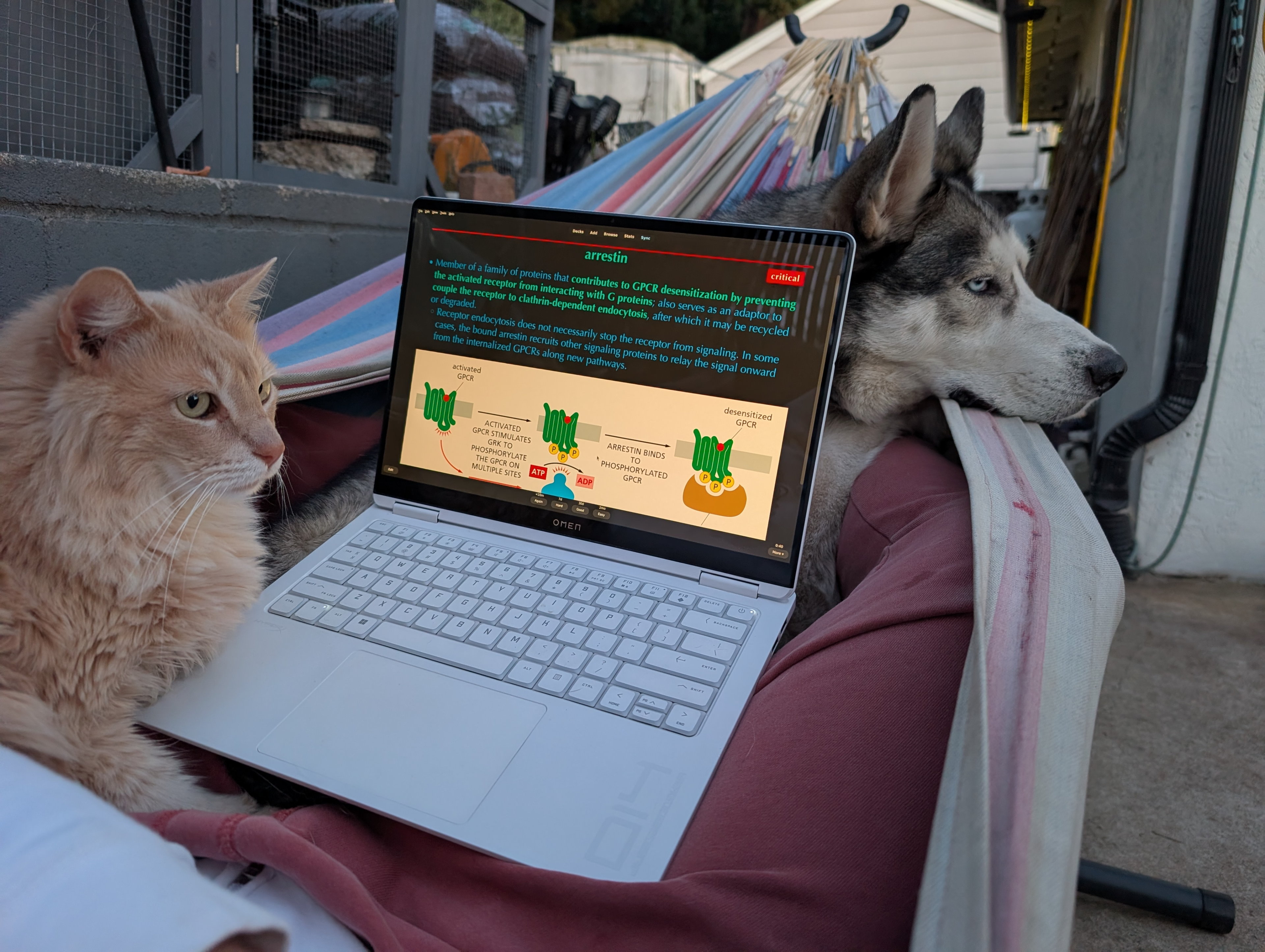 Studying in the hammock with Kiko and Ruffie