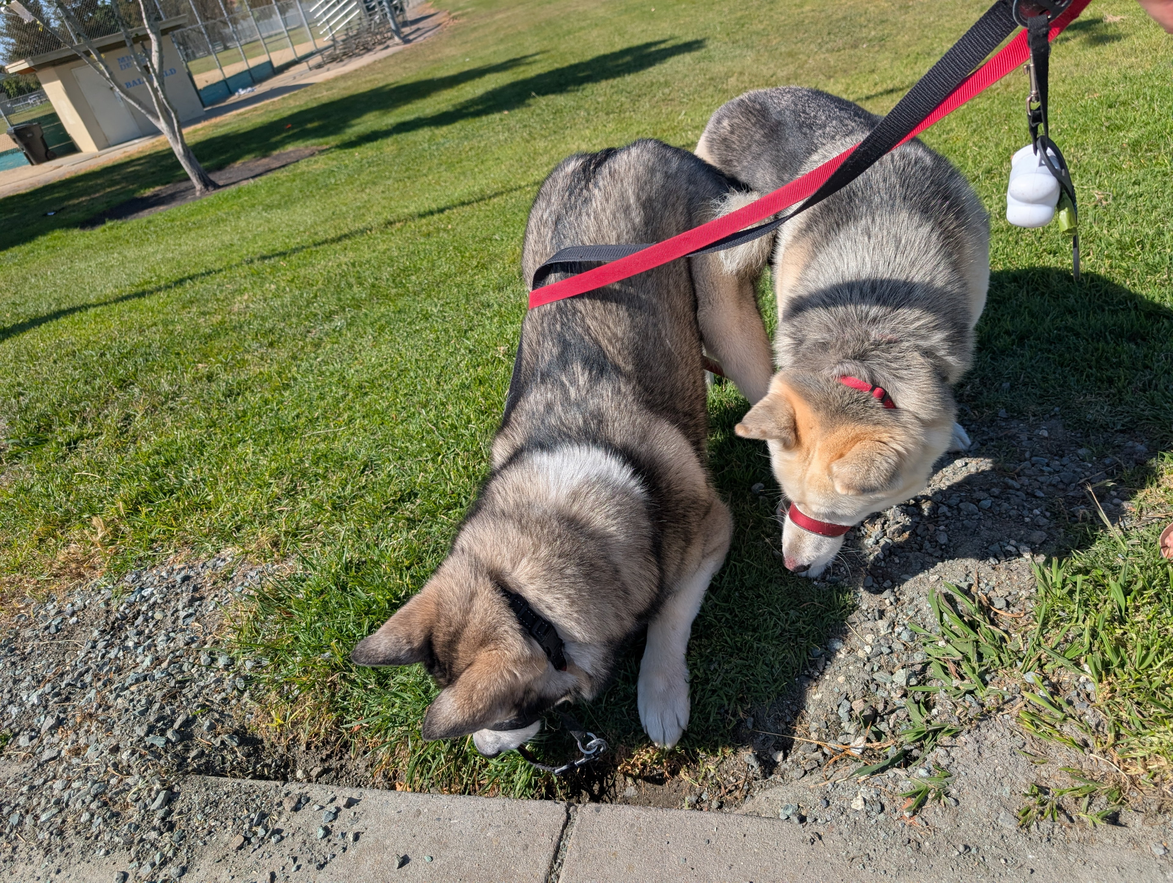 Ruffie and Sky were super interested in the squirrel holes